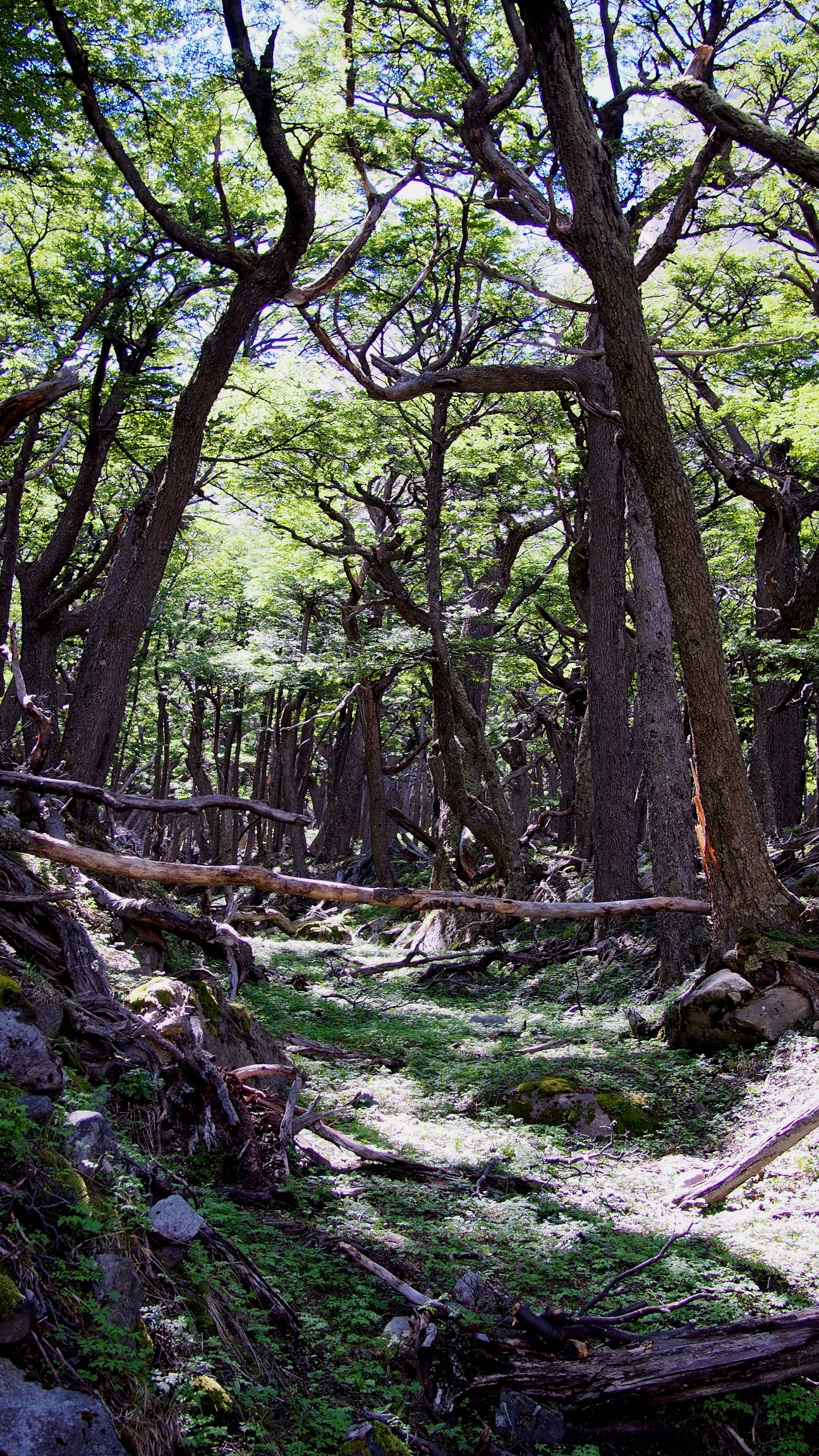 Hiking up Valle Frances, you spend much of your time in a majestic forest