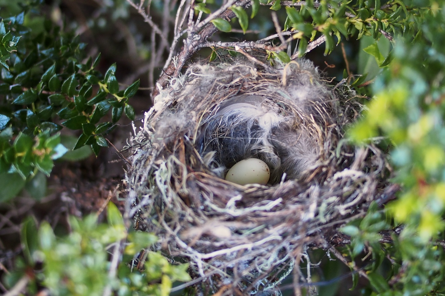 A nest we encountered as we made our way to Refugio Cuernos