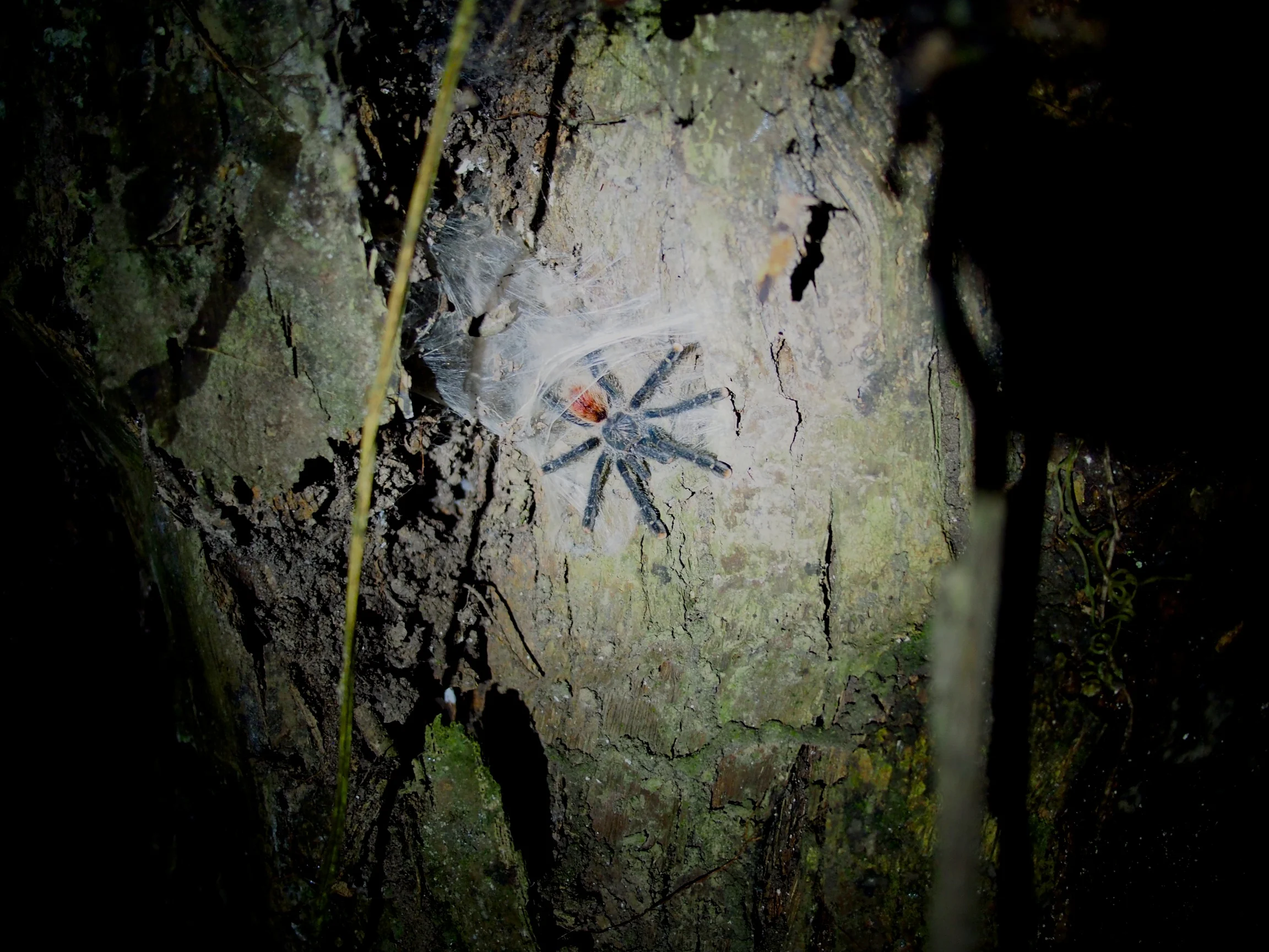 A tarantula we found during our night walk in the Amazon - Amazon, Peru