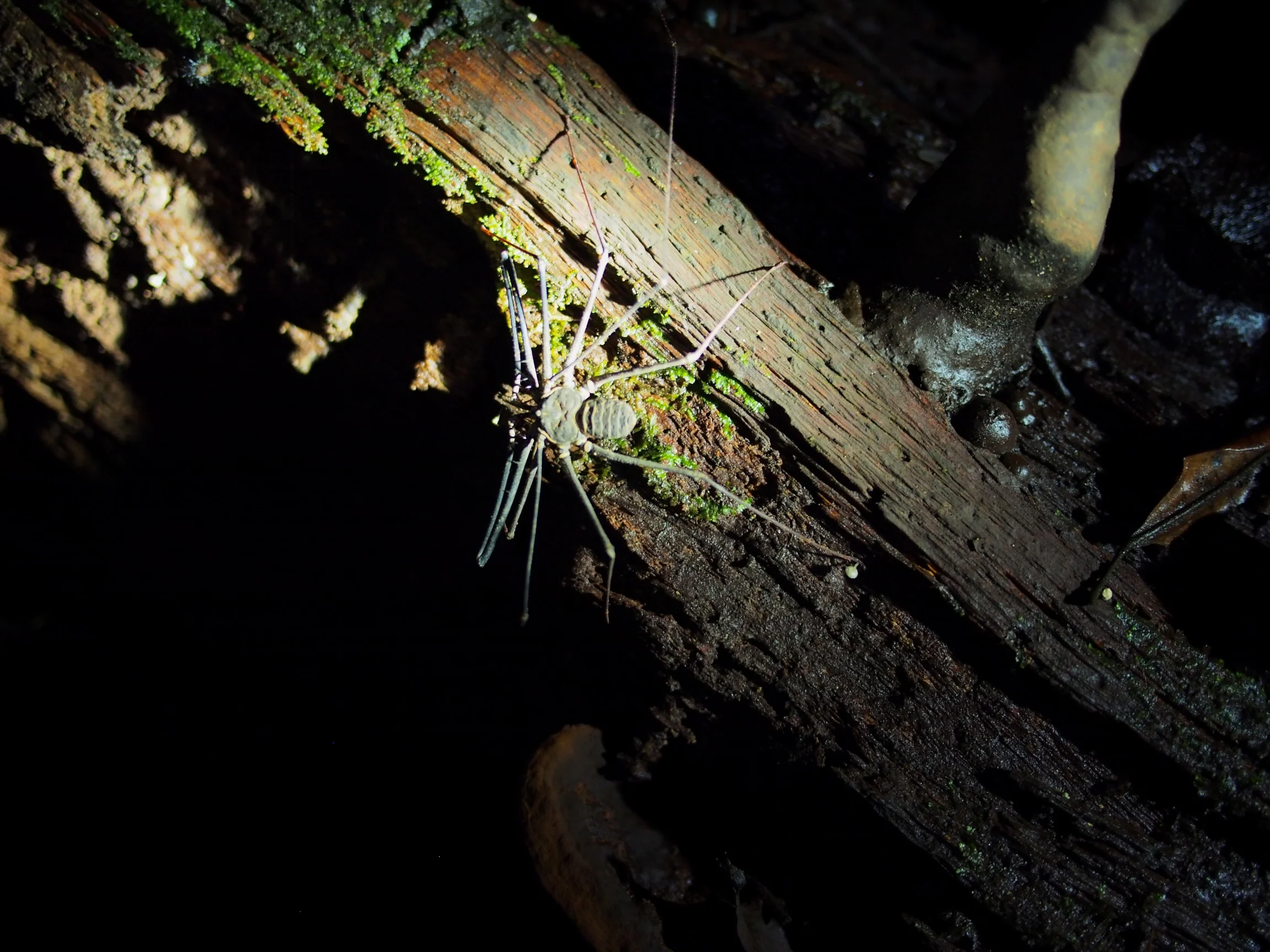 A spider scorpion we found during our night walk in the Amazon - Amazon, Peru