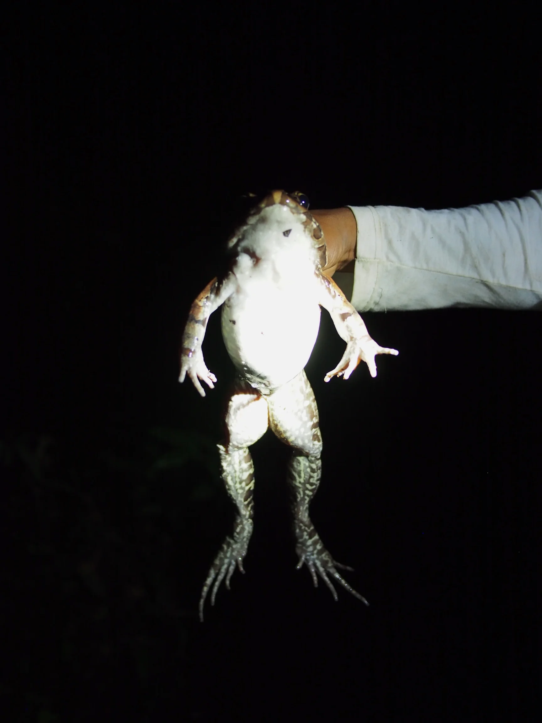 Look how big this smoky jungle frog is! Amazon, Peru