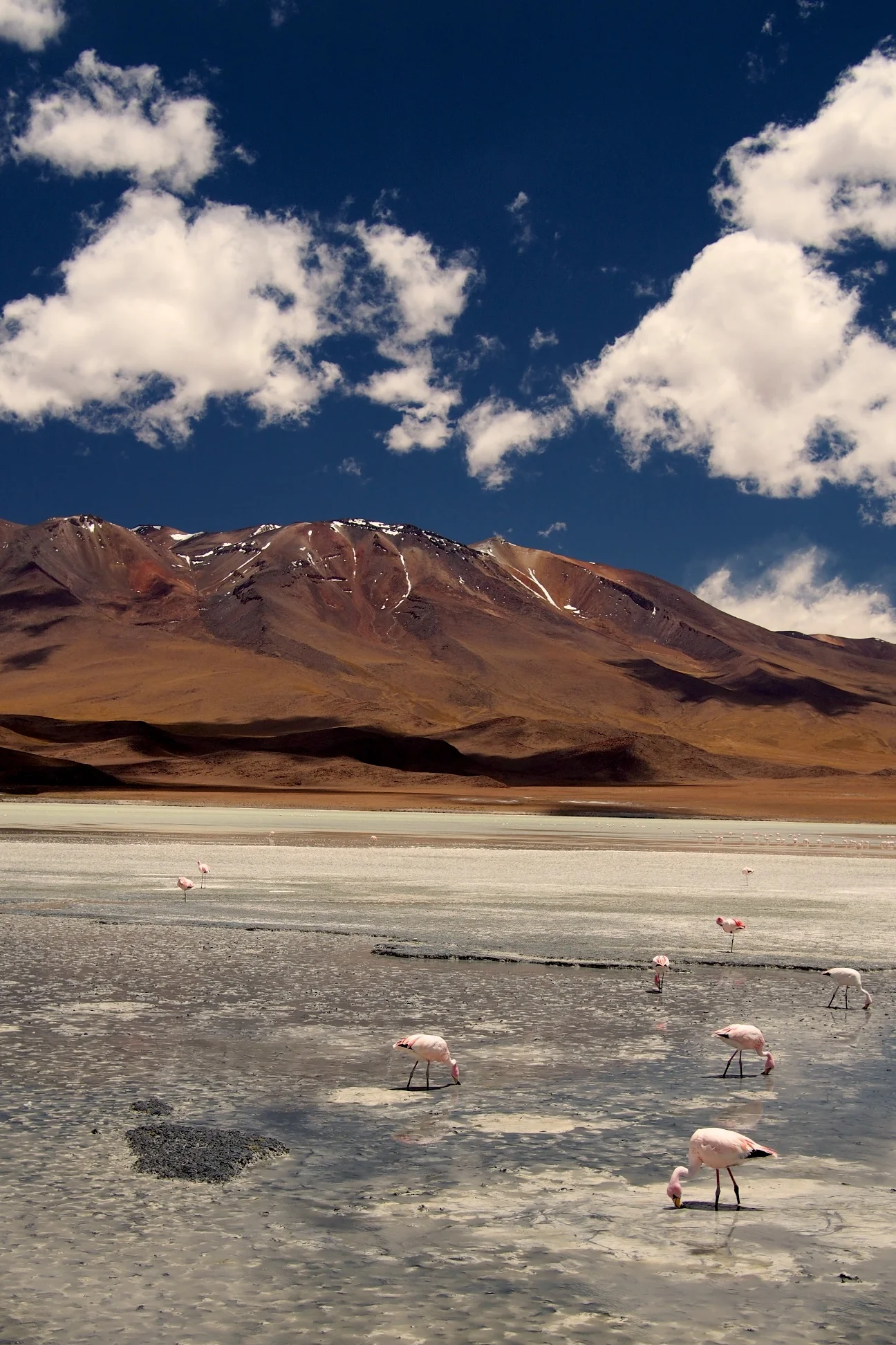 Flamingos on Laguna Cañapa - Salar de Uyuni, Bolivia