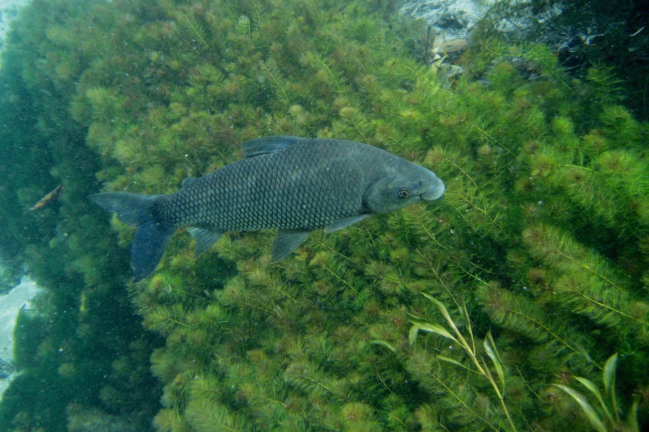 Barra do Sucuri - Bonito, Brazil