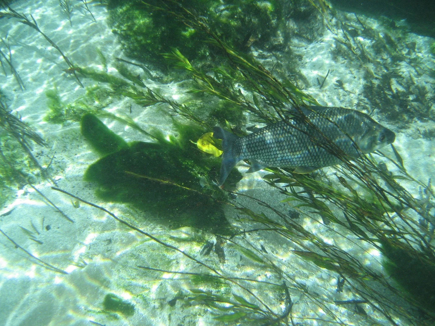 Barra do Sucuri - Bonito, Brazil