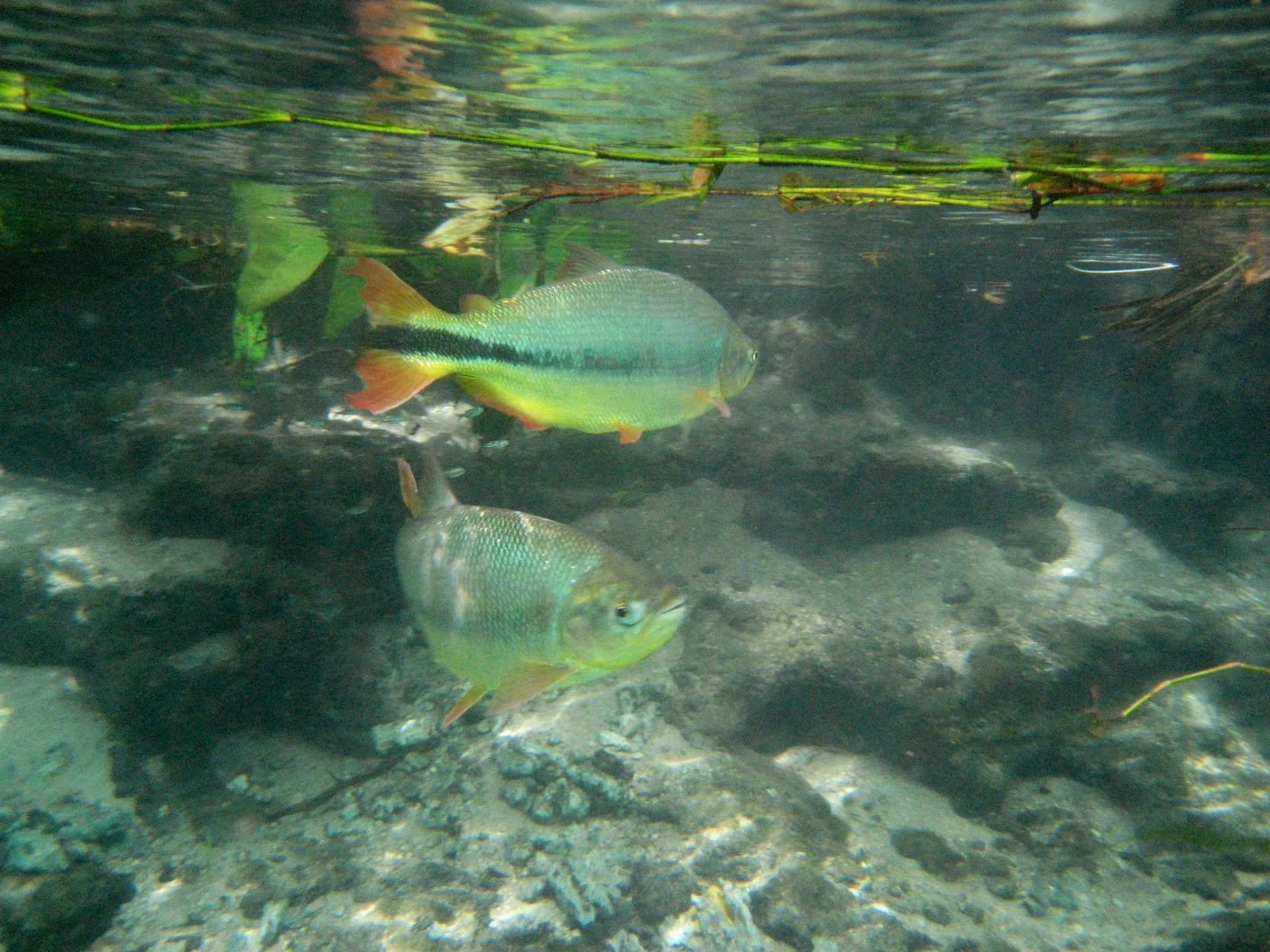 Barra do Sucuri - Bonito, Brazil