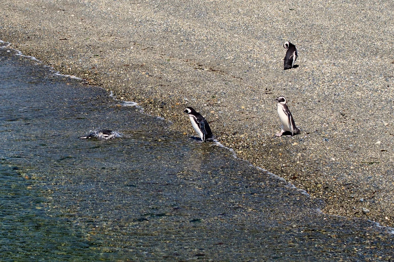 Beagle Channel Tour - Ushuaia, Argentina