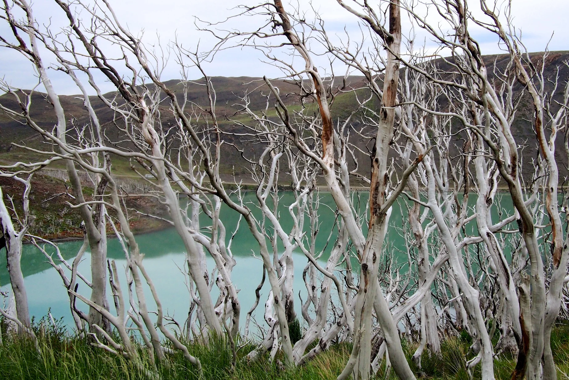 A view of Lake Pehoé through the fire-struck trees - Torres del Paine, Chile