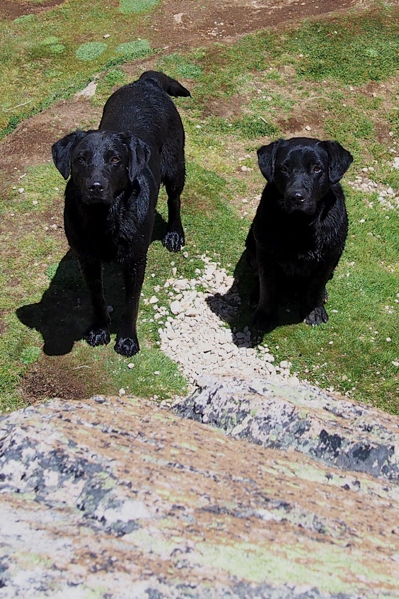 Resident guardians of Refugio Frey. Quick to bark upon arrival, just toss a stick or rock over their heads and they'll become your new best friends