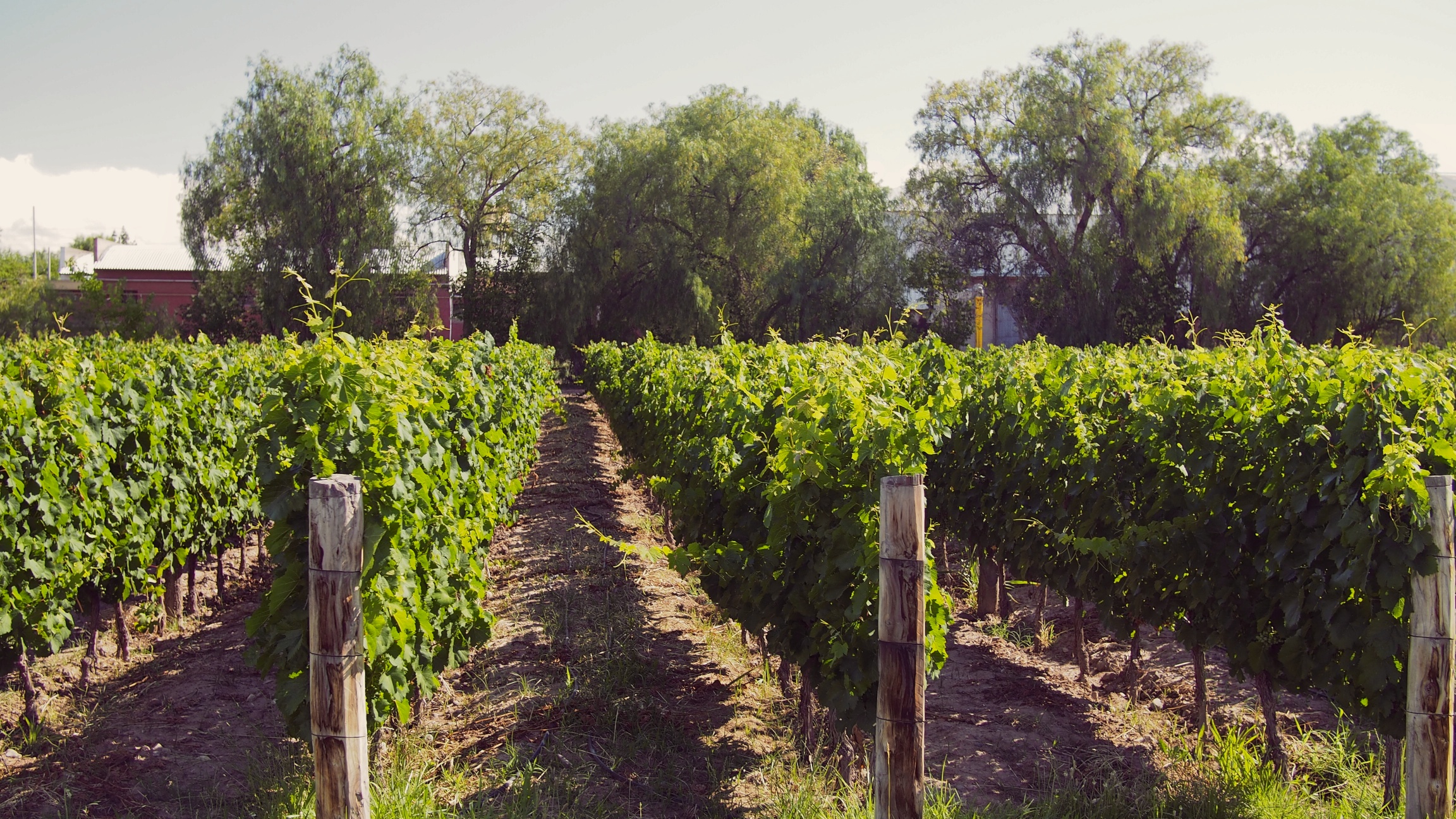 These vines provide the grapes Trapiche uses for their top-shelf wines, which are the only ones produced at this location