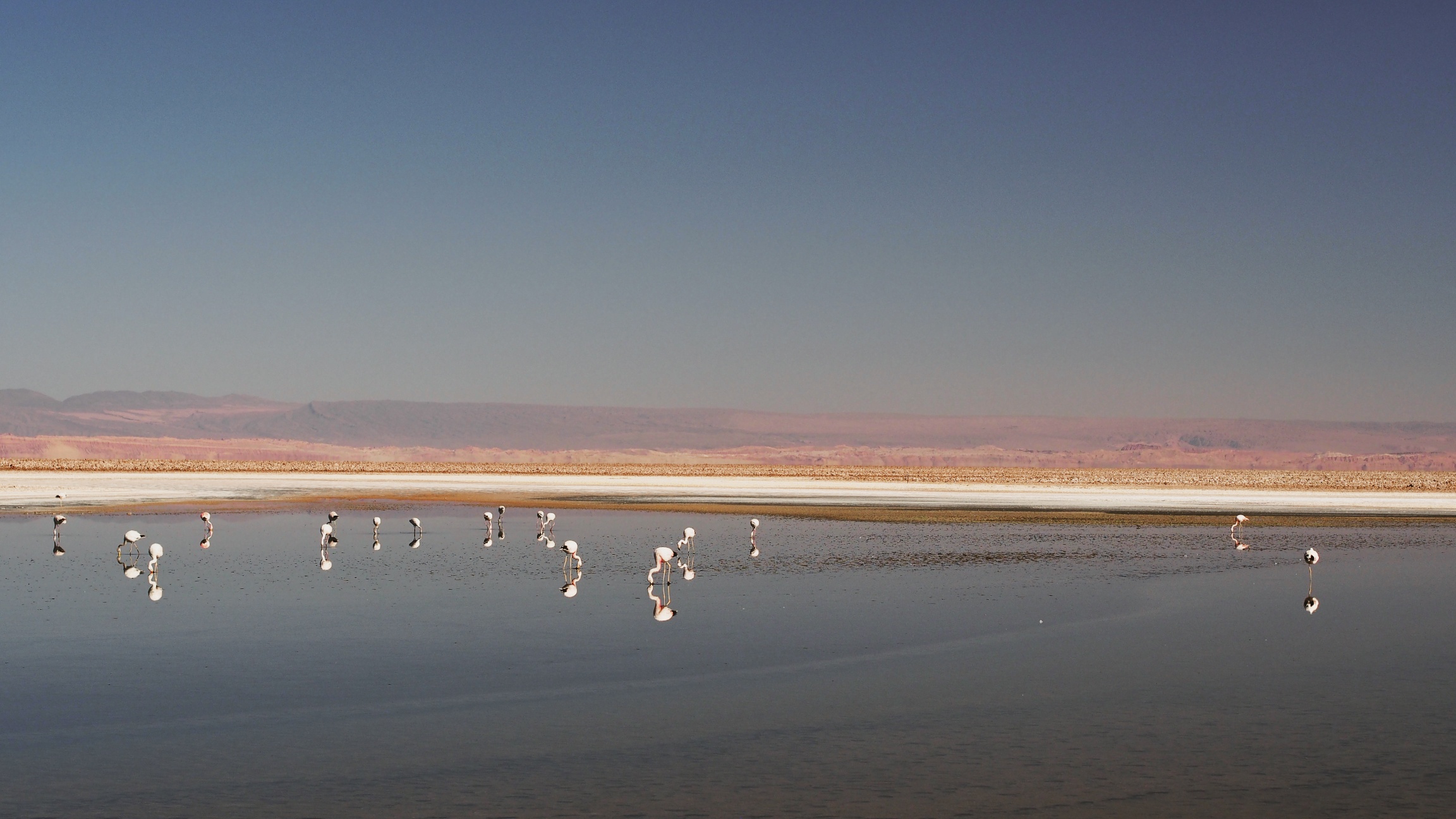 Flamingos on Salar de Atacama