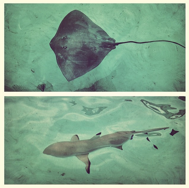 Swimming with rays and sharks - Mo'orea, French Polynesia