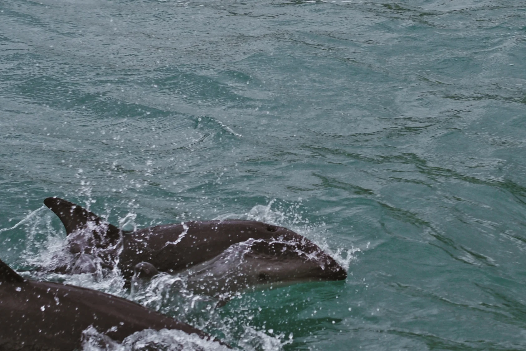 Swimming with Dusky dolphins in Kaikoura, New Zealand