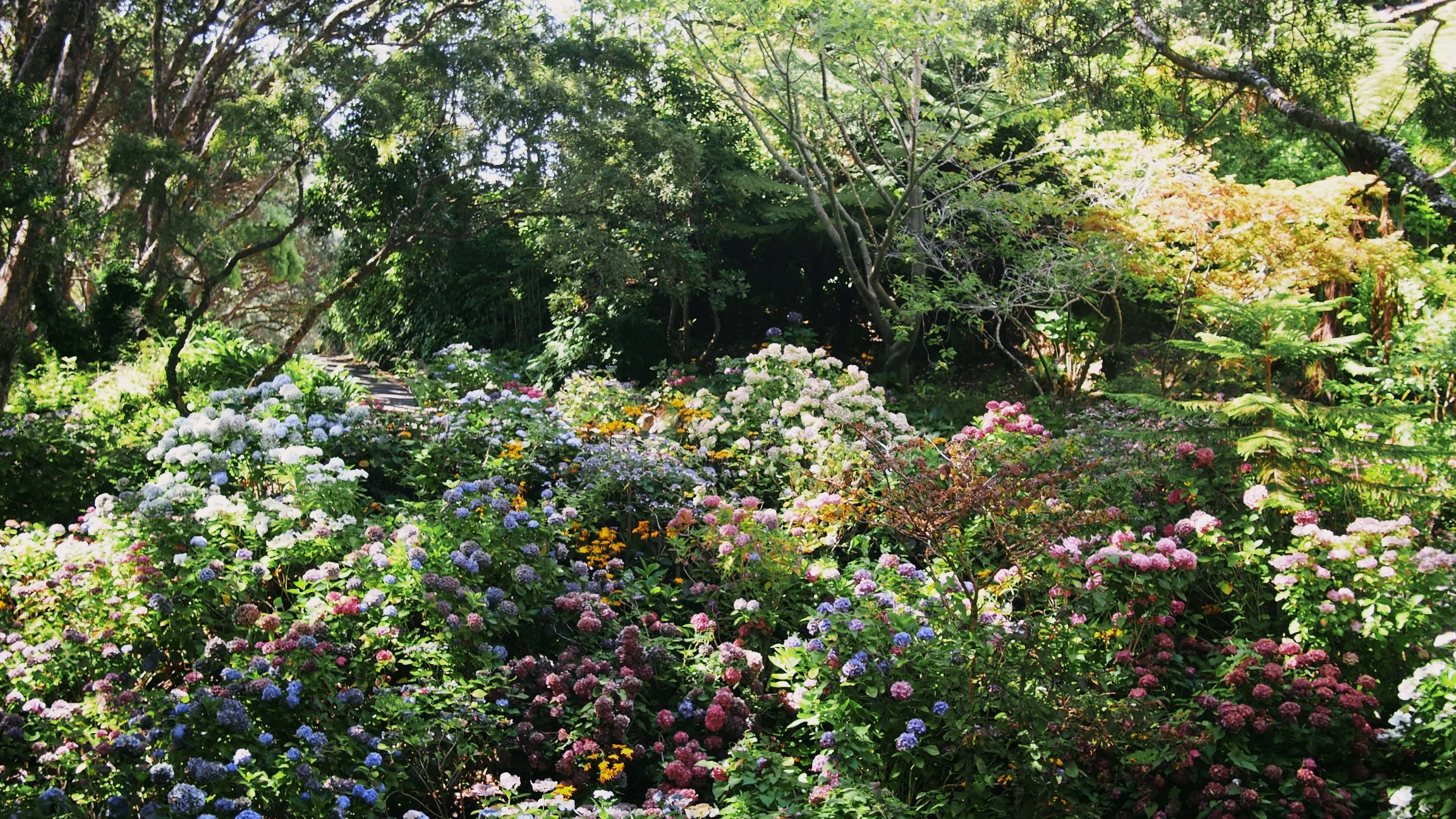 Botanical Gardens - Wellington, New Zealand