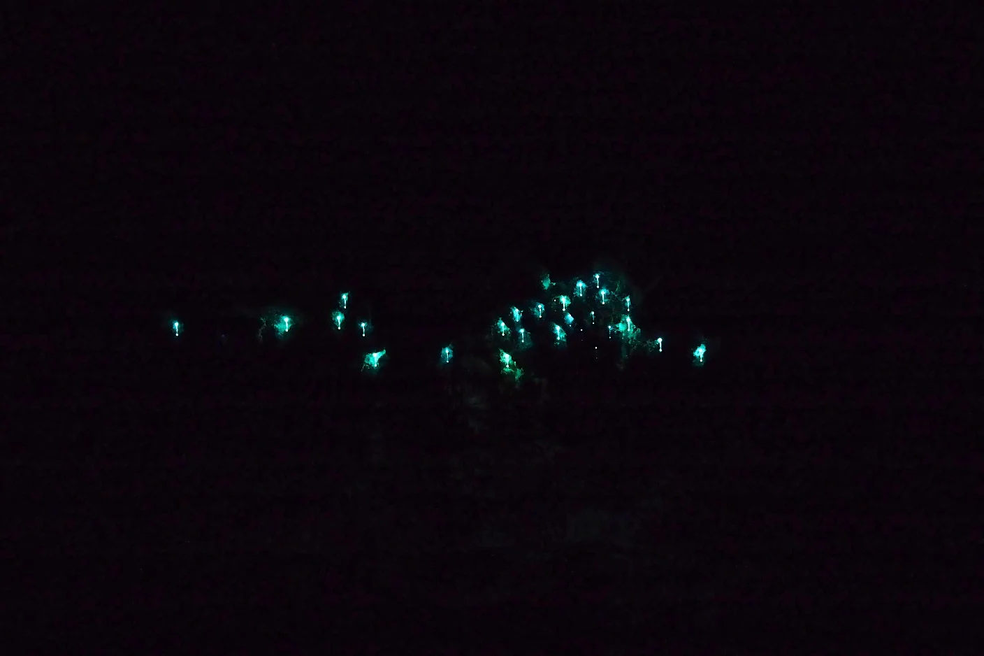 Glowworms - Waitomo, New Zealand