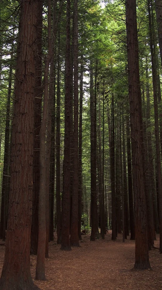 We could have happily gotten lost all day amongst these giants...