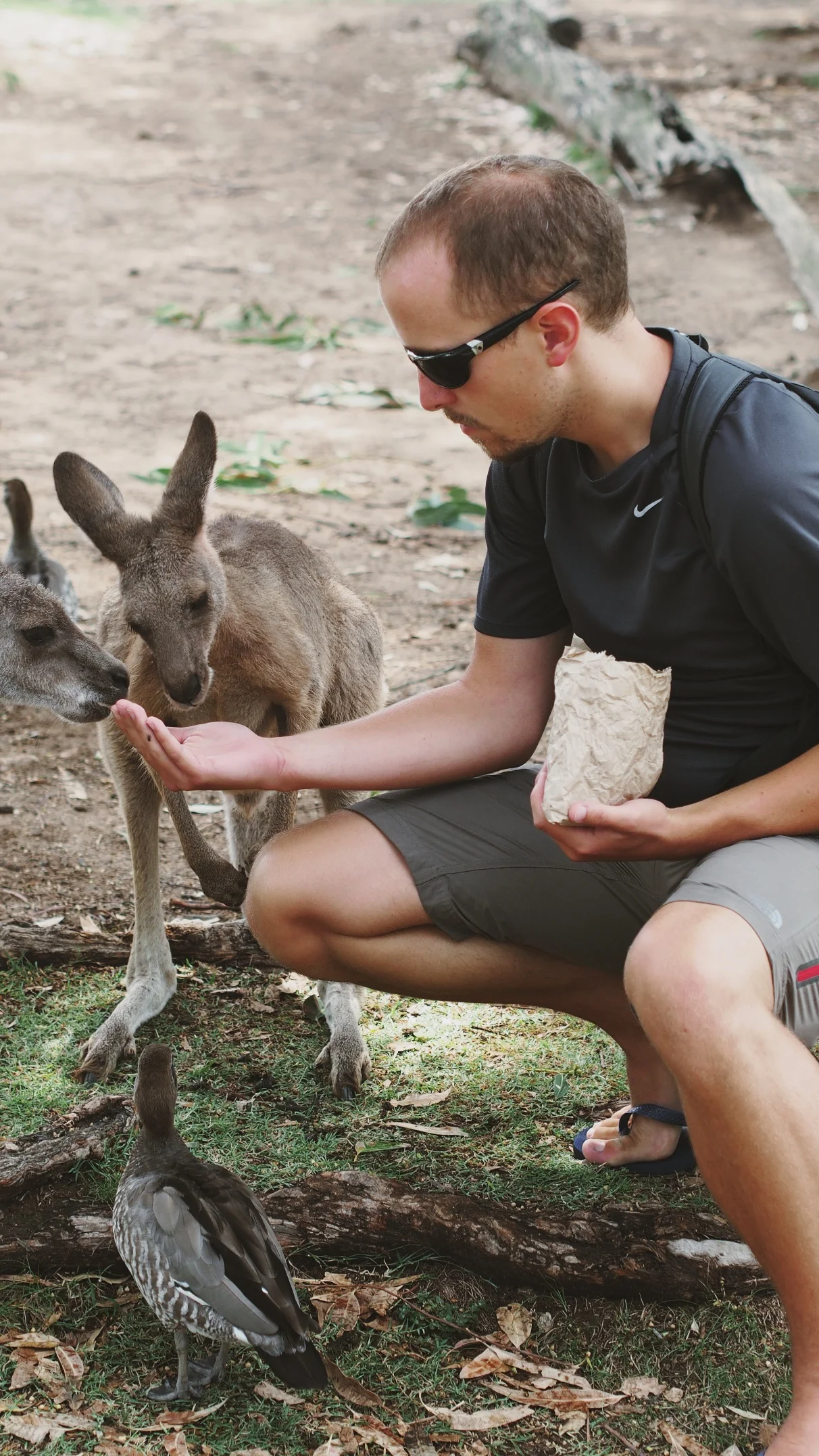 The Lone Pine Koala Sanctuary - Brisbane, Australia