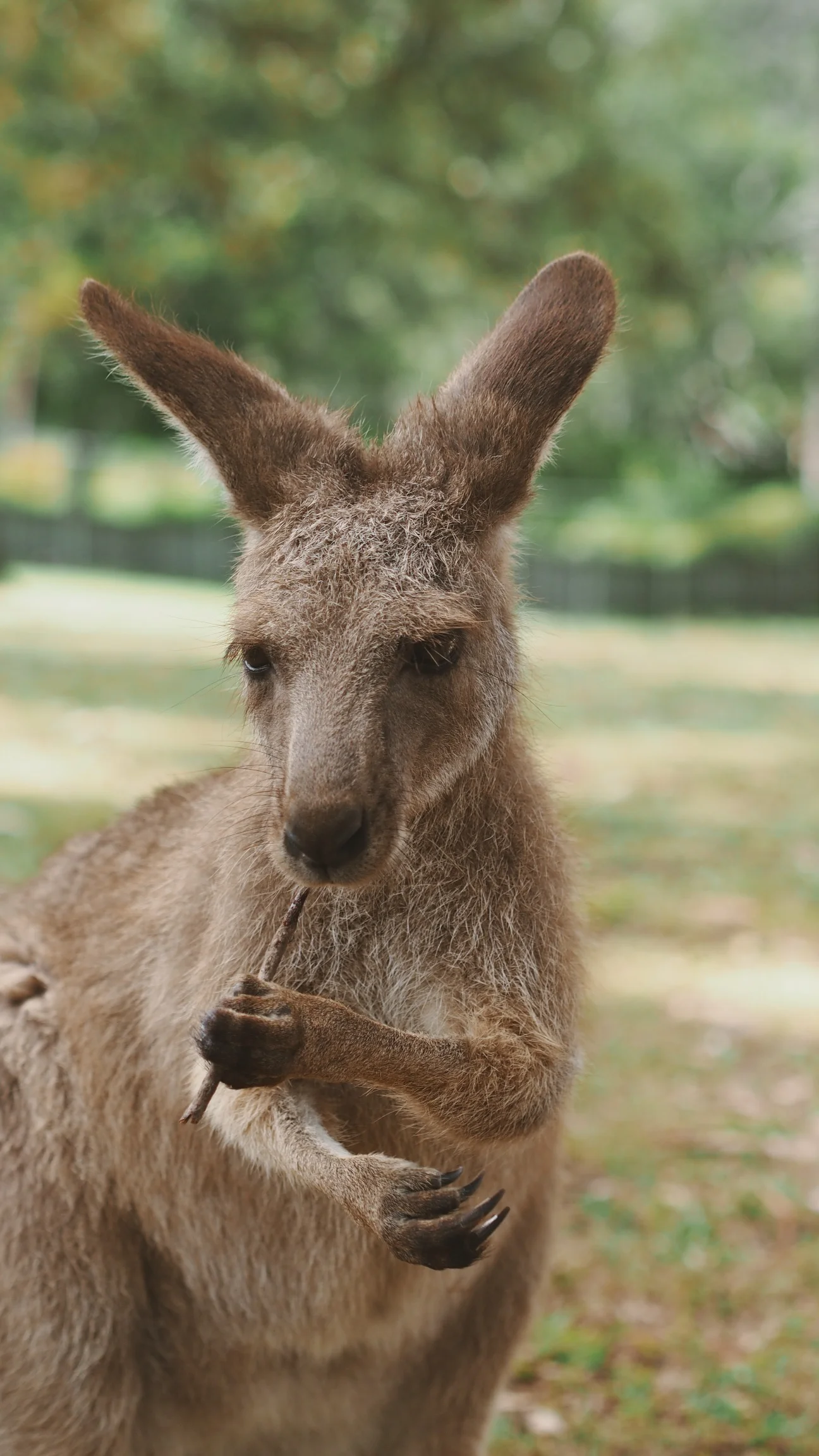 The Lone Pine Koala Sanctuary - Brisbane, Australia