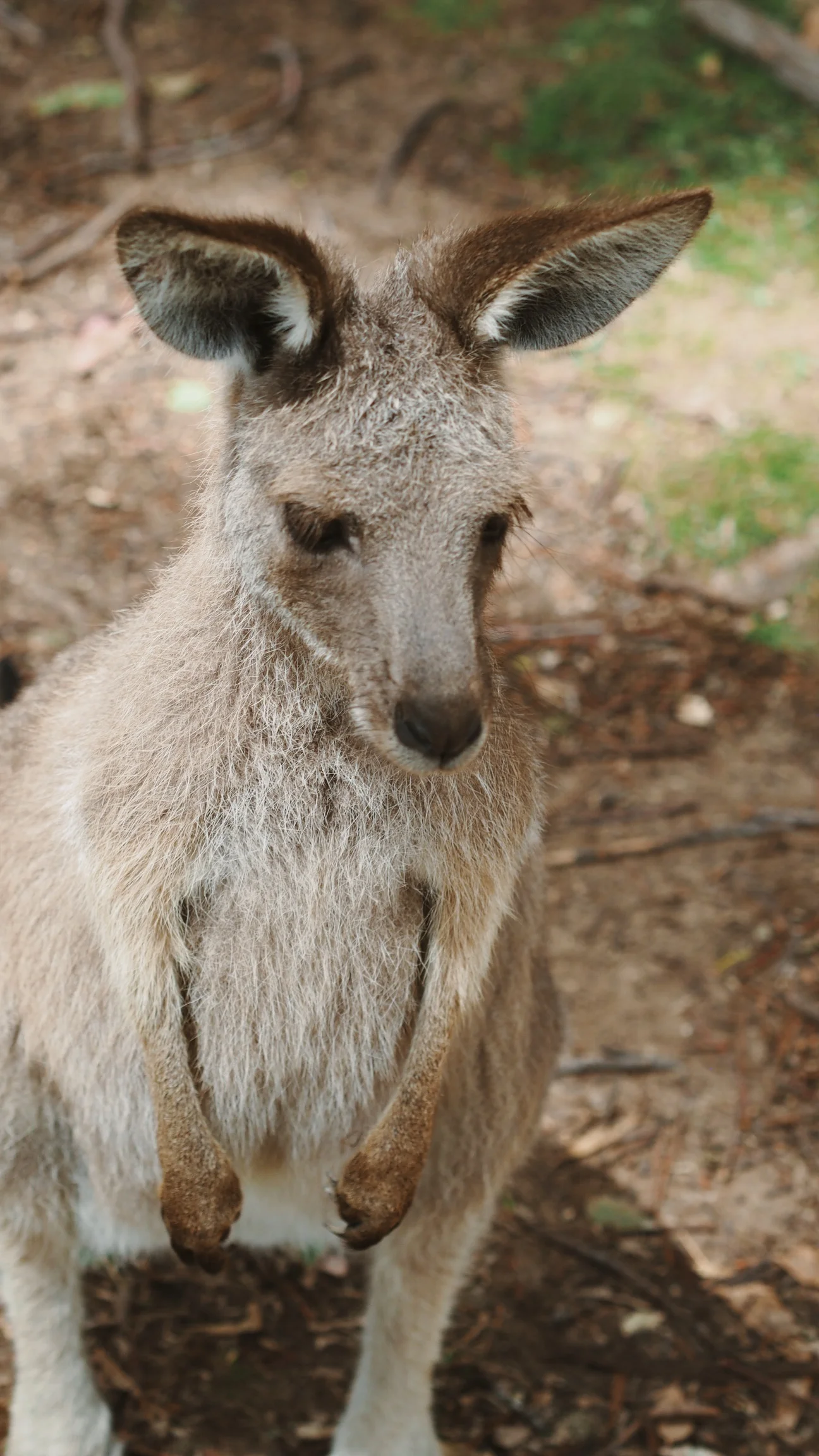 The Lone Pine Koala Sanctuary - Brisbane, Australia