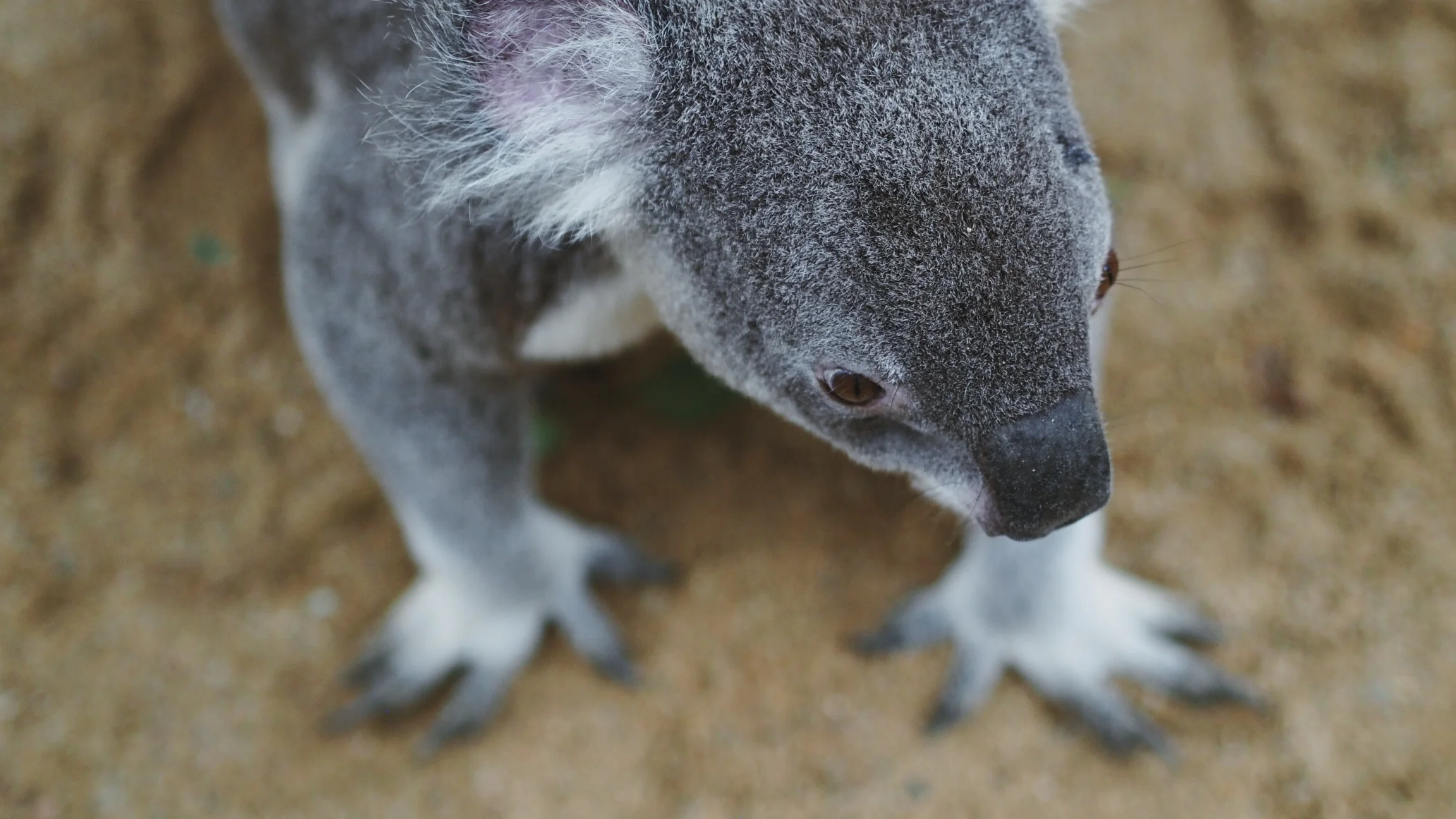 The Lone Pine Koala Sanctuary - Brisbane, Australia