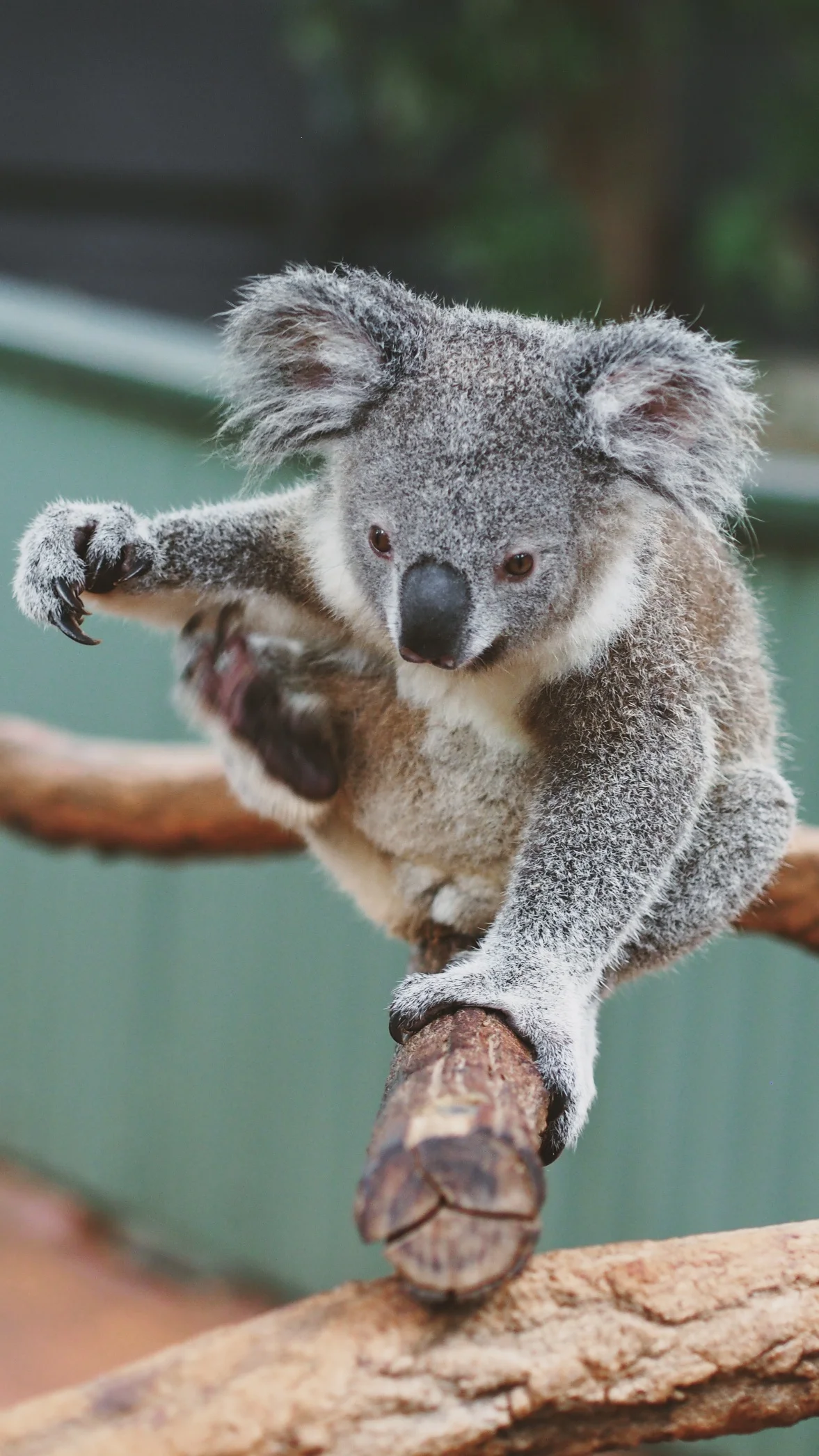 The Lone Pine Koala Sanctuary - Brisbane, Australia