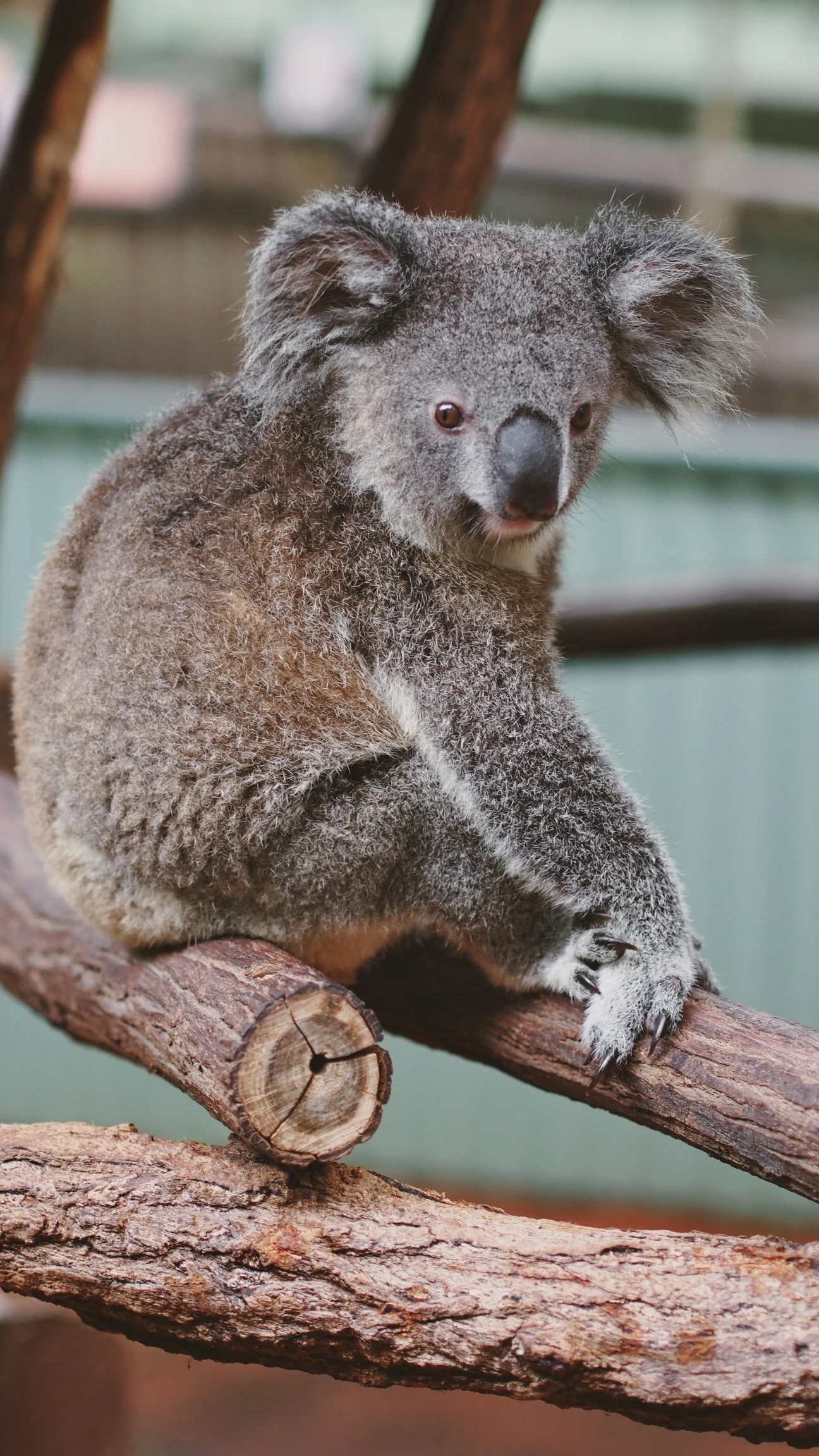 The Lone Pine Koala Sanctuary - Brisbane, Australia