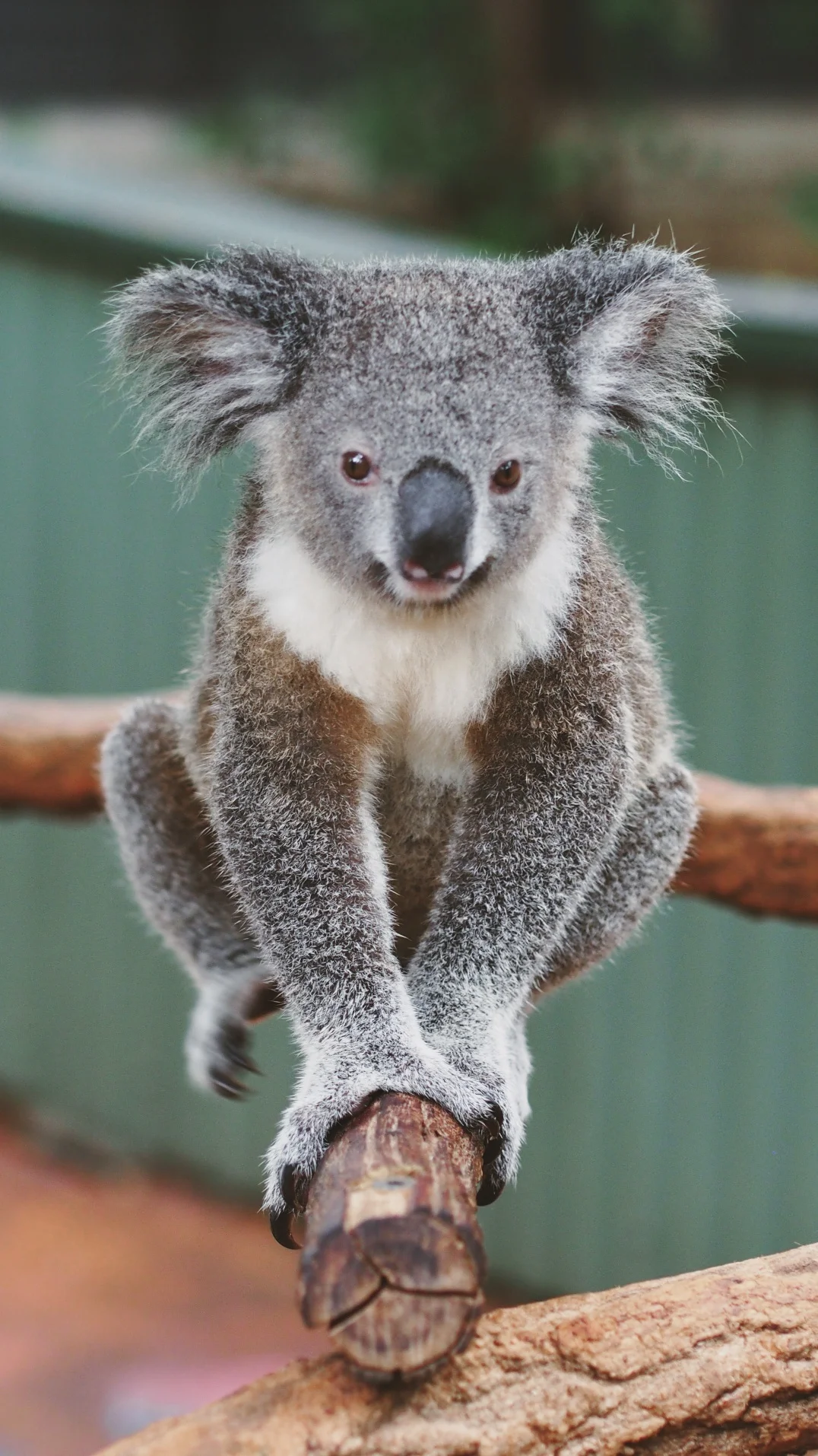 The Lone Pine Koala Sanctuary - Brisbane, Australia