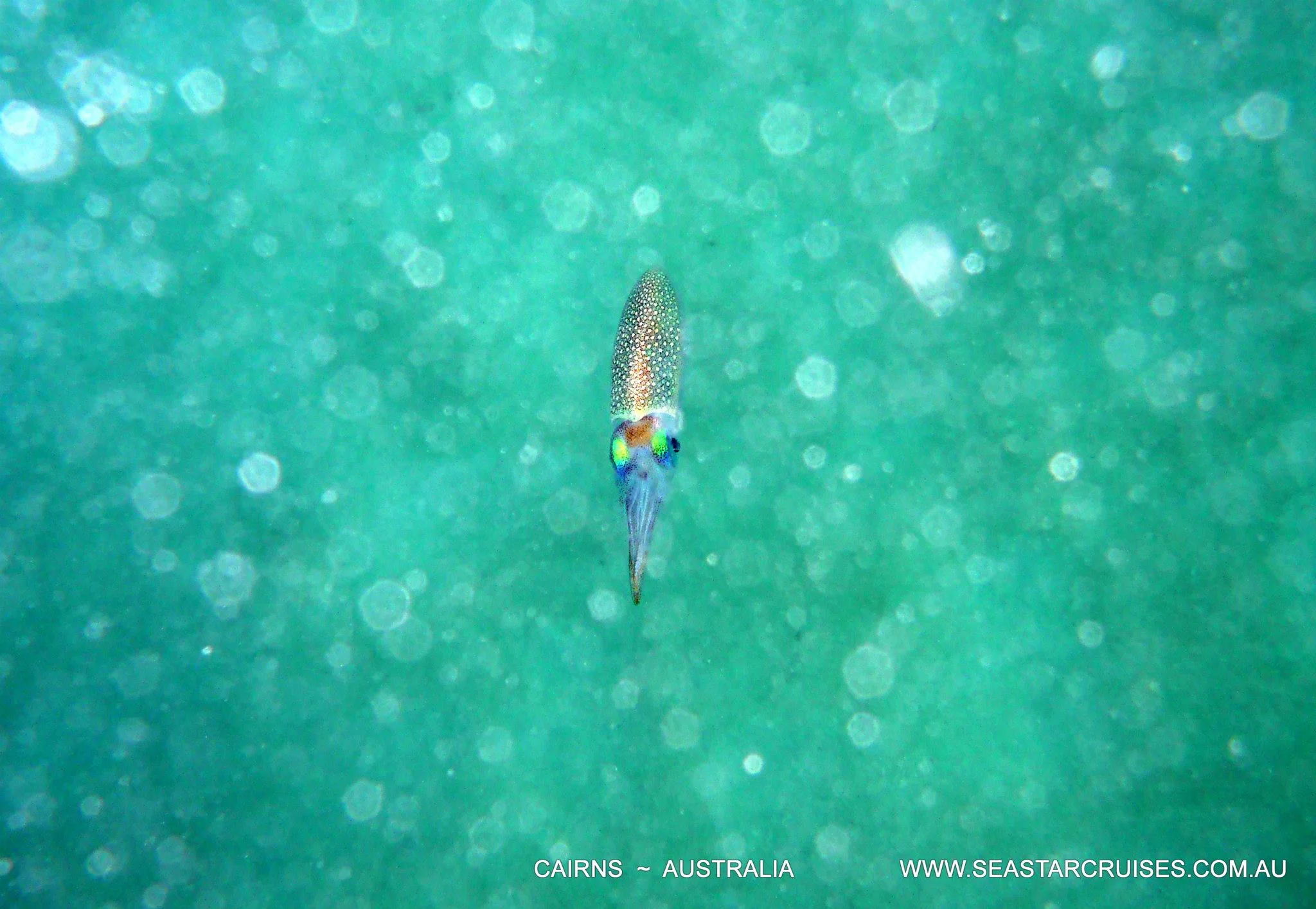The Great Barrier Reef - Cairns, Australia