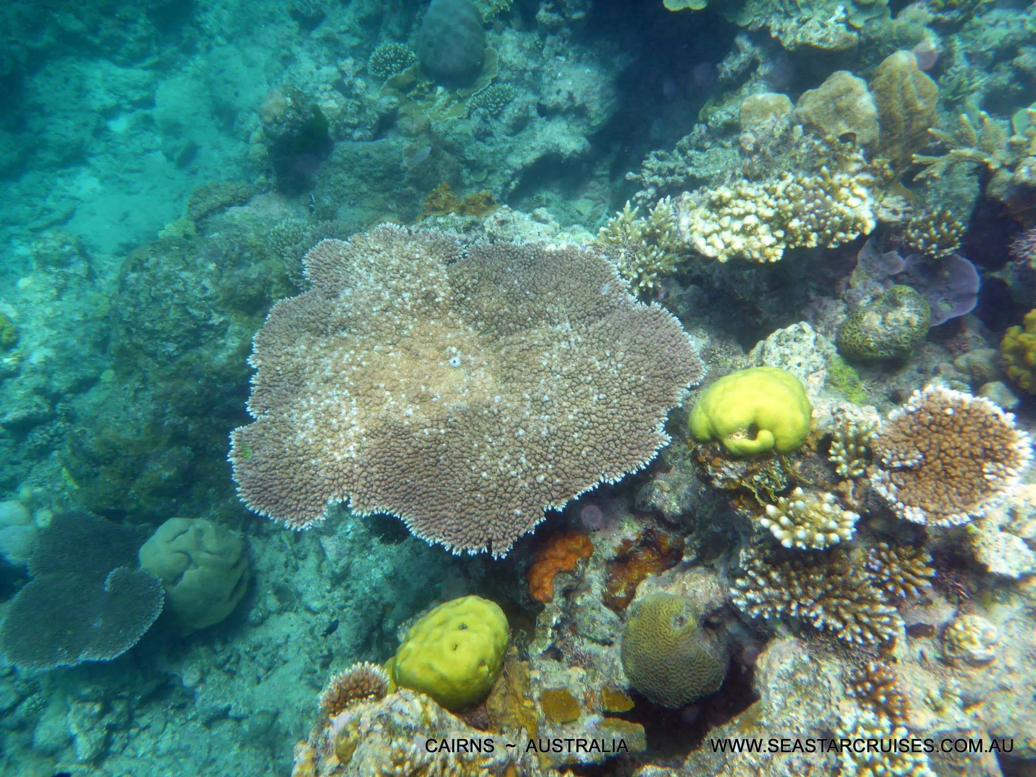 The Great Barrier Reef - Cairns, Australia