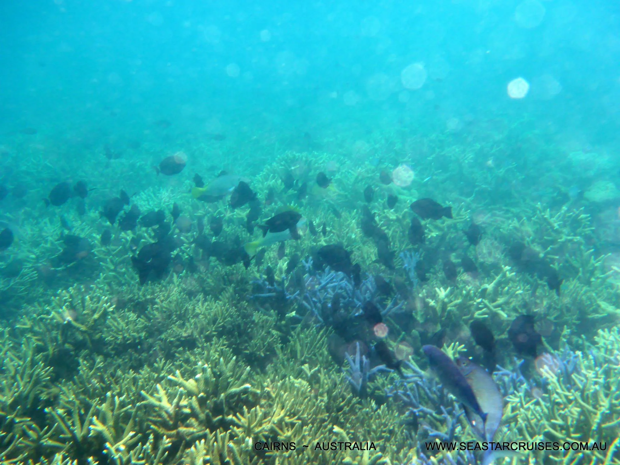The Great Barrier Reef - Cairns, Australia