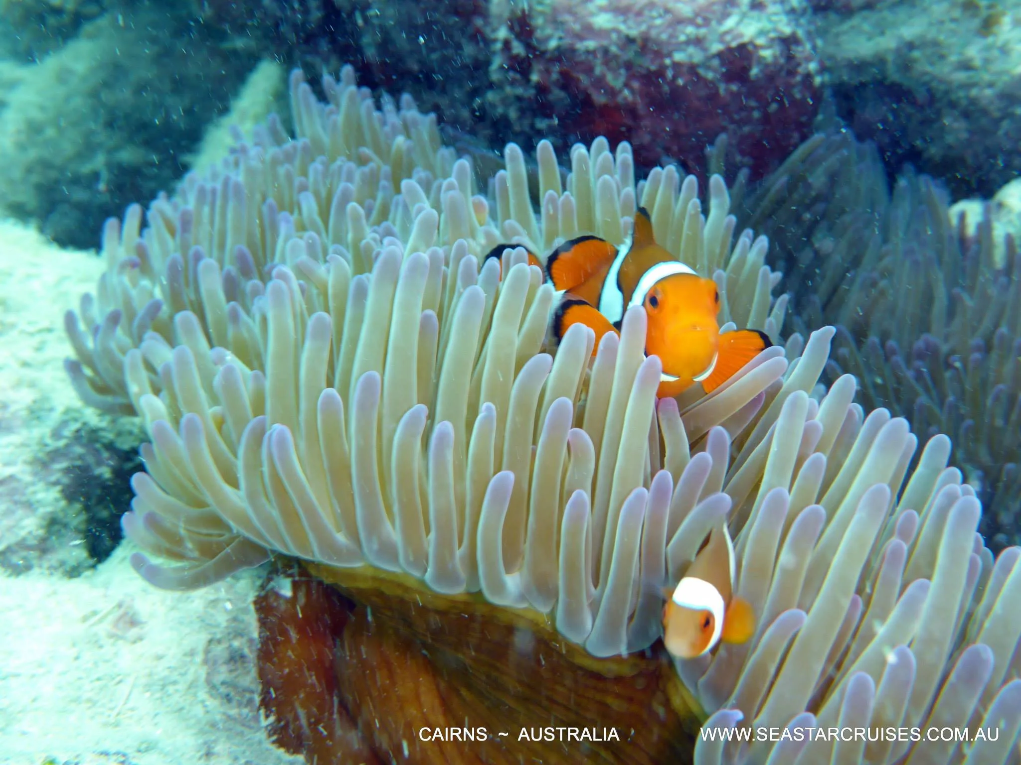 The Great Barrier Reef - Cairns, Australia