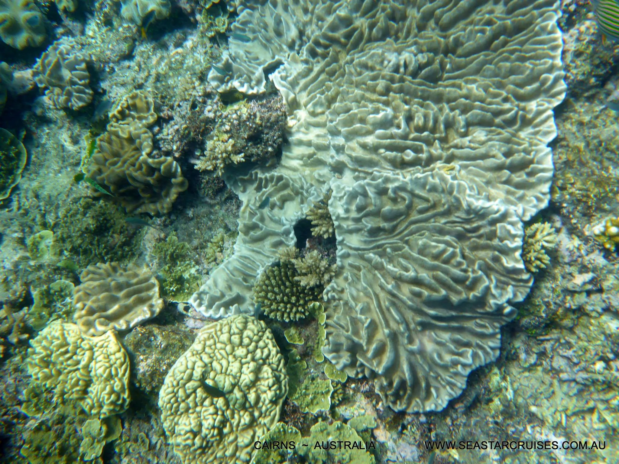The Great Barrier Reef - Cairns, Australia