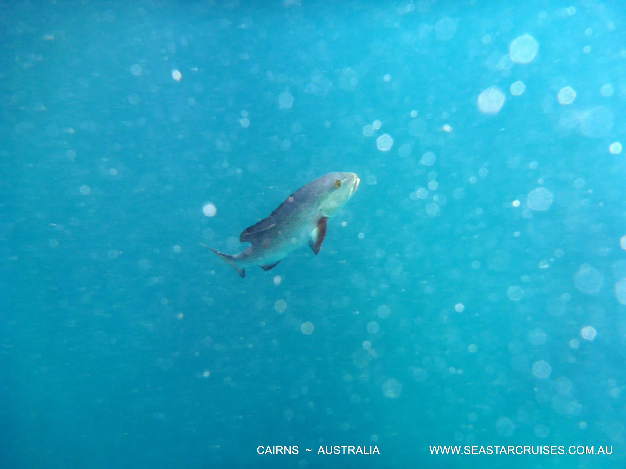 The Great Barrier Reef - Cairns, Australia