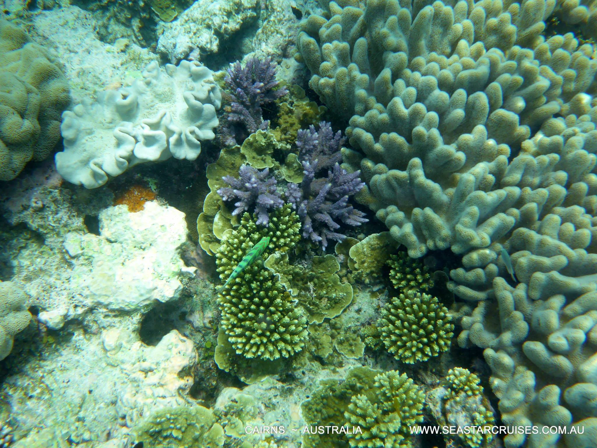 The Great Barrier Reef - Cairns, Australia
