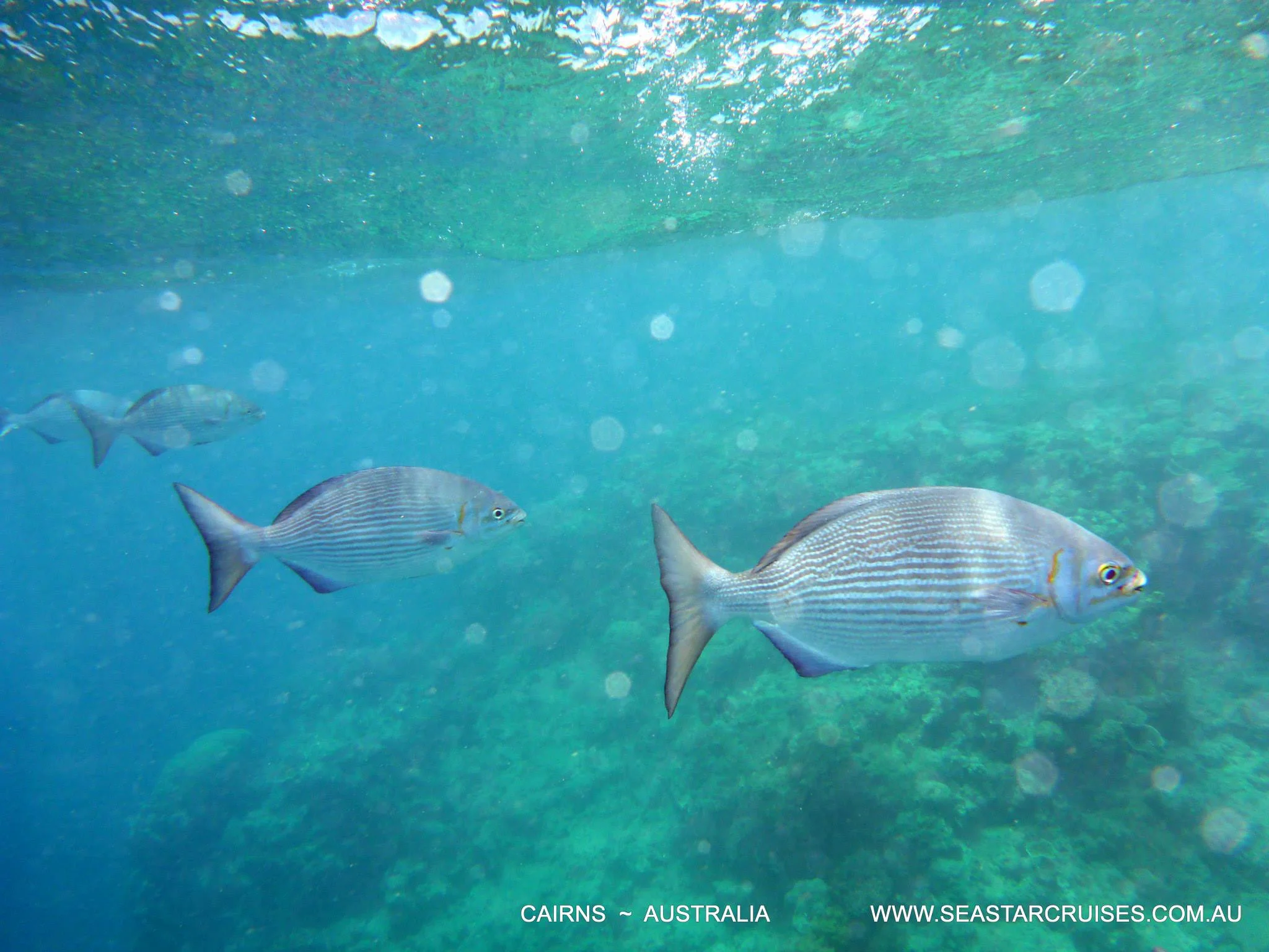 The Great Barrier Reef - Cairns, Australia