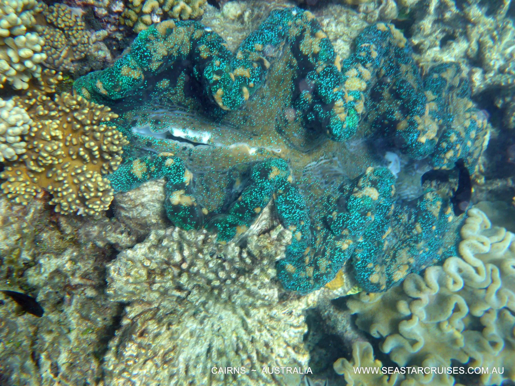 The Great Barrier Reef - Cairns, Australia