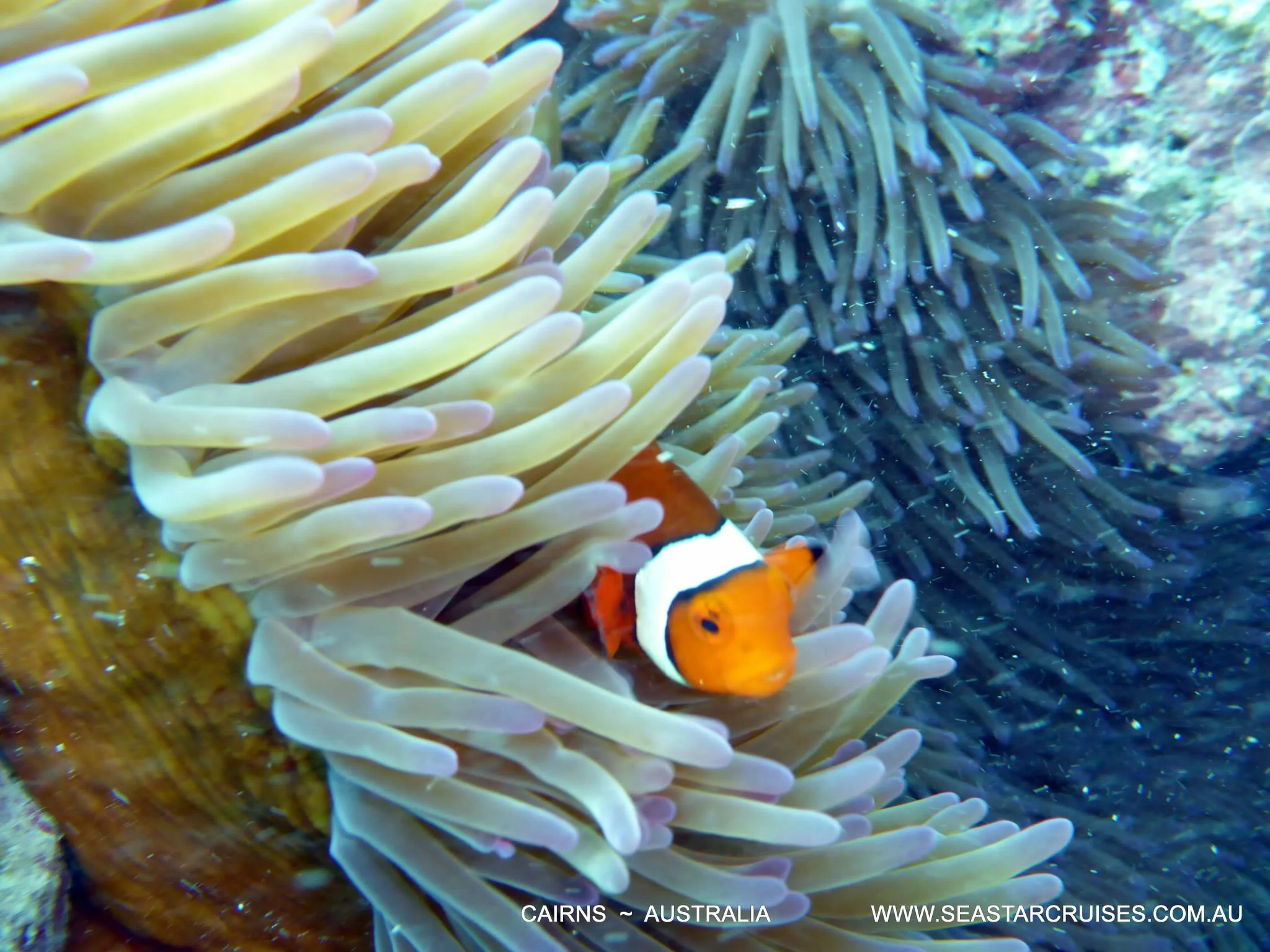 The Great Barrier Reef - Cairns, Australia