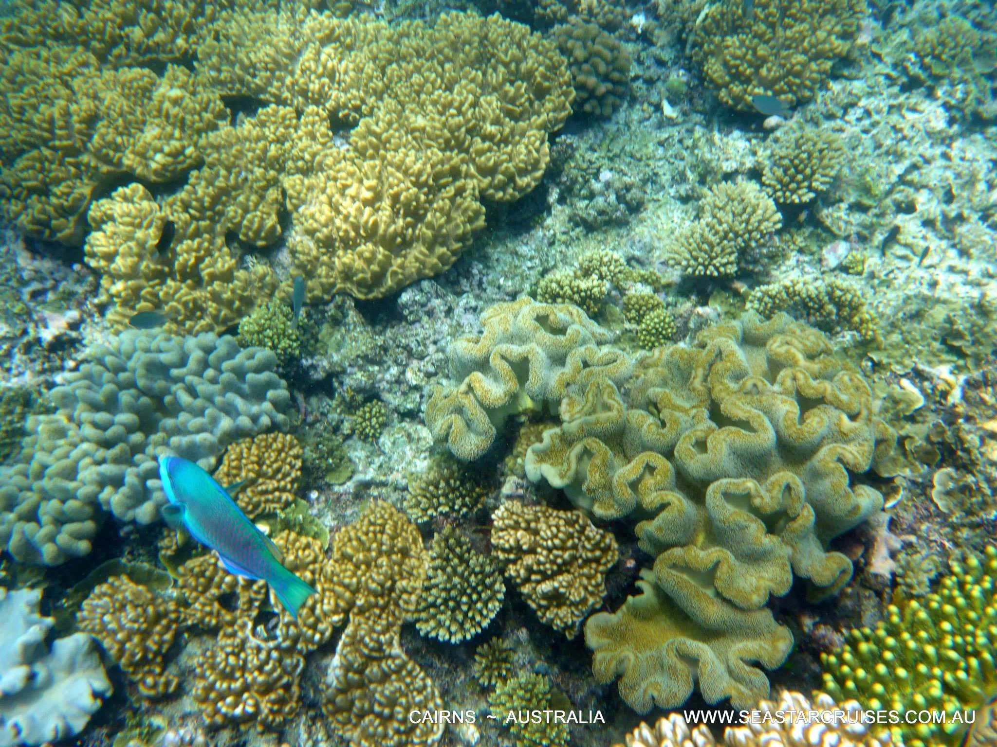 The Great Barrier Reef - Cairns, Australia