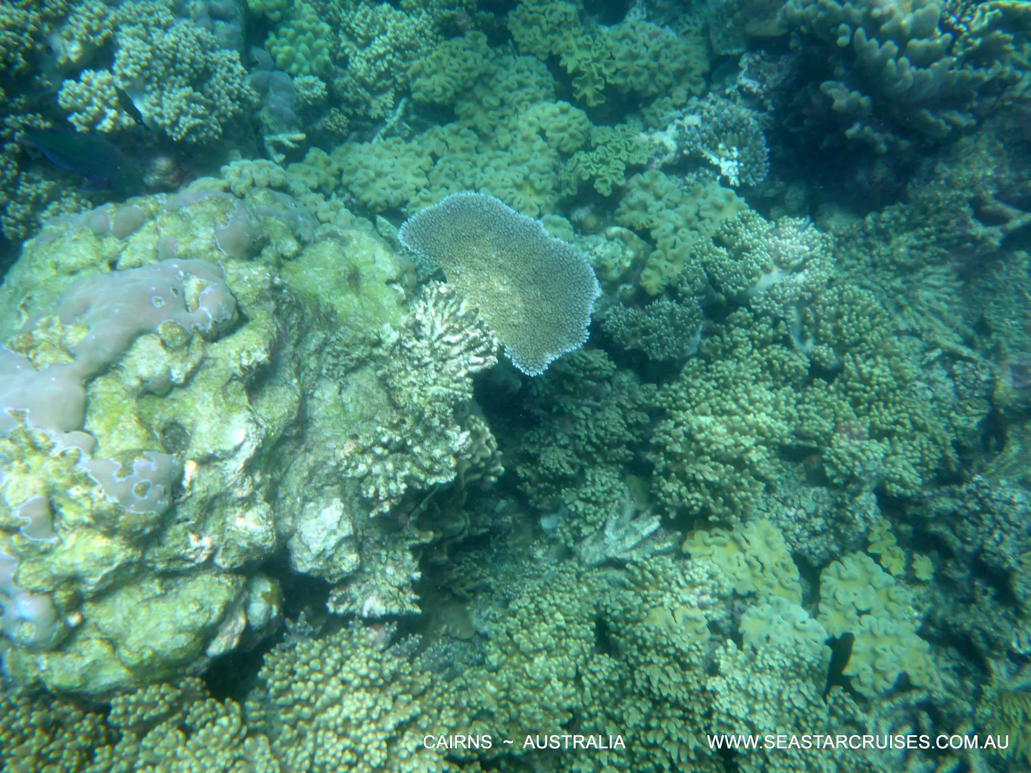 The Great Barrier Reef - Cairns, Australia