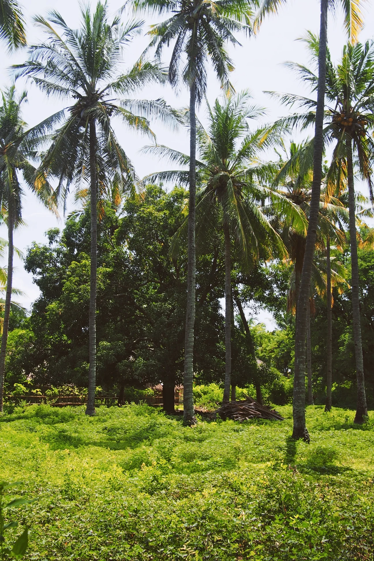 Bali.jpg