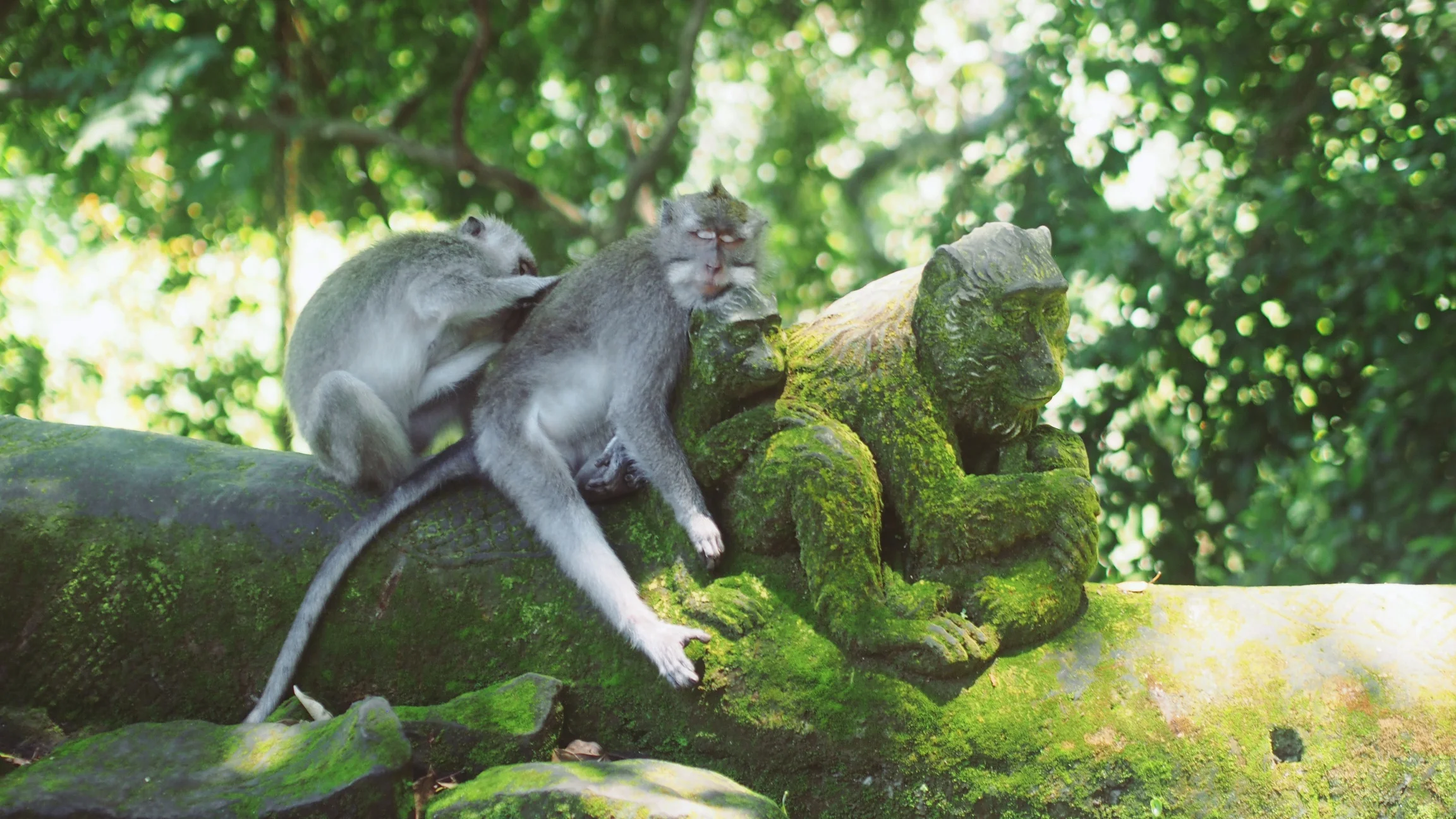 Ubud, Bali - Indonesia