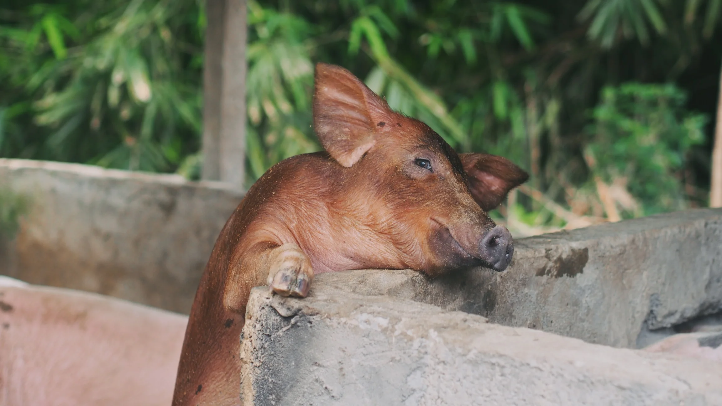 Ubud, Bali - Indonesia