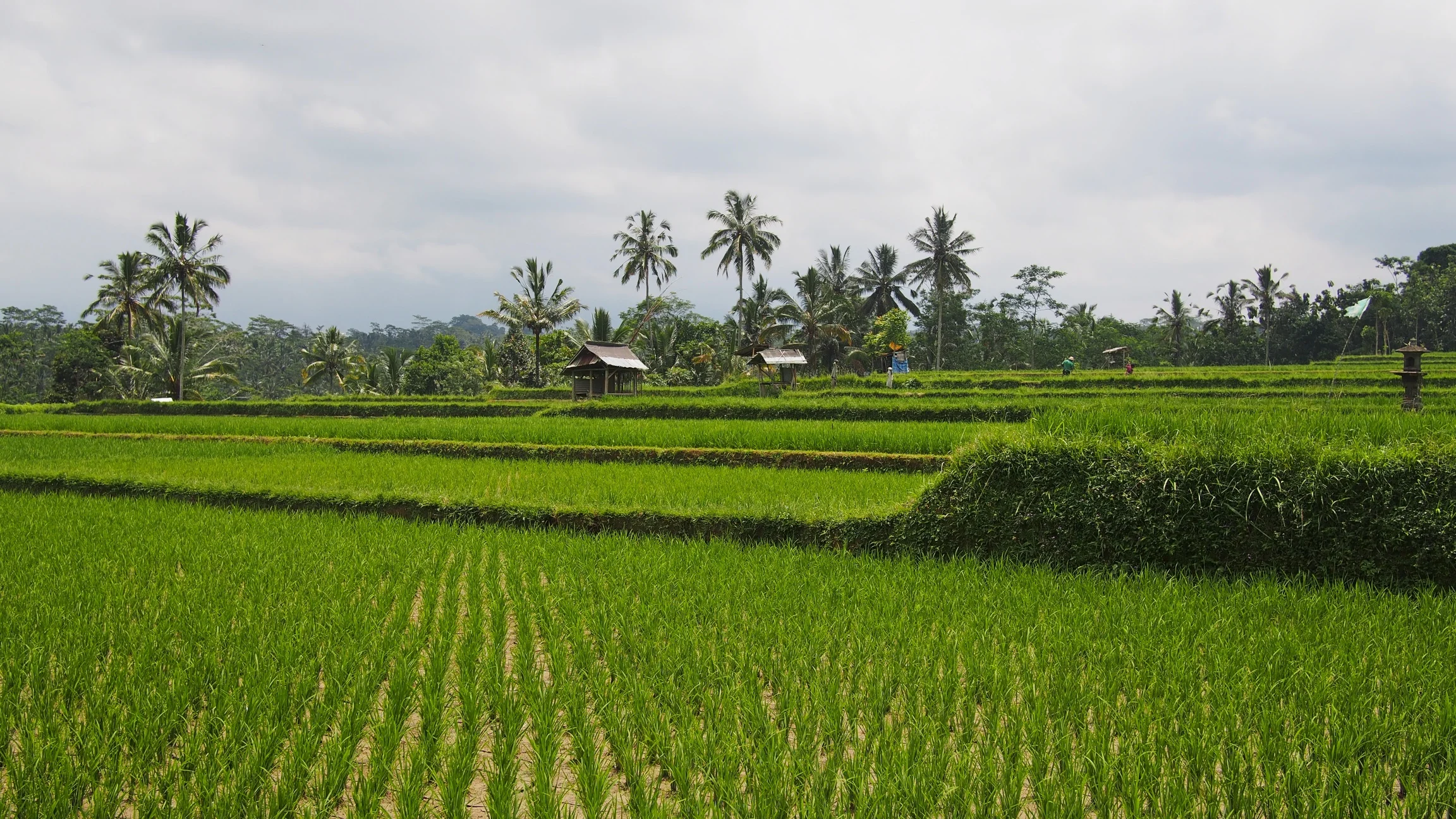 Ubud, Bali - Indonesia