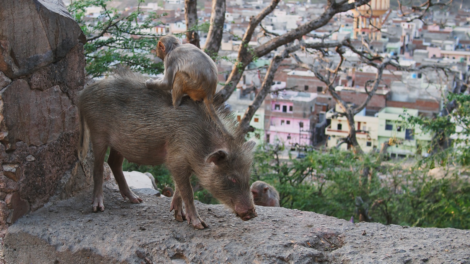 pig carries monkey, monkey eats bugs. 