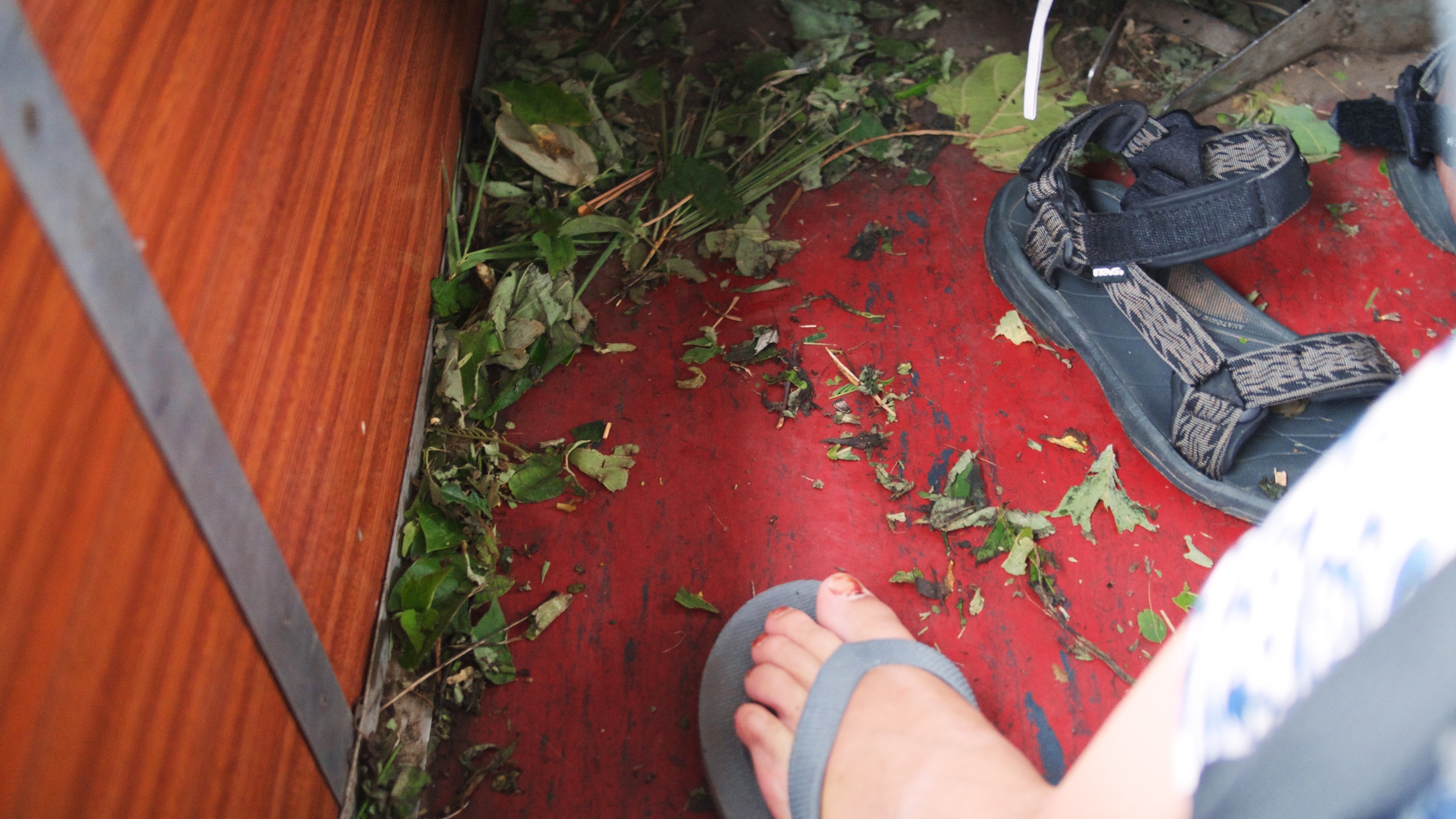 Leaves from bushes alongside the thin railway get chopped off as you ride along