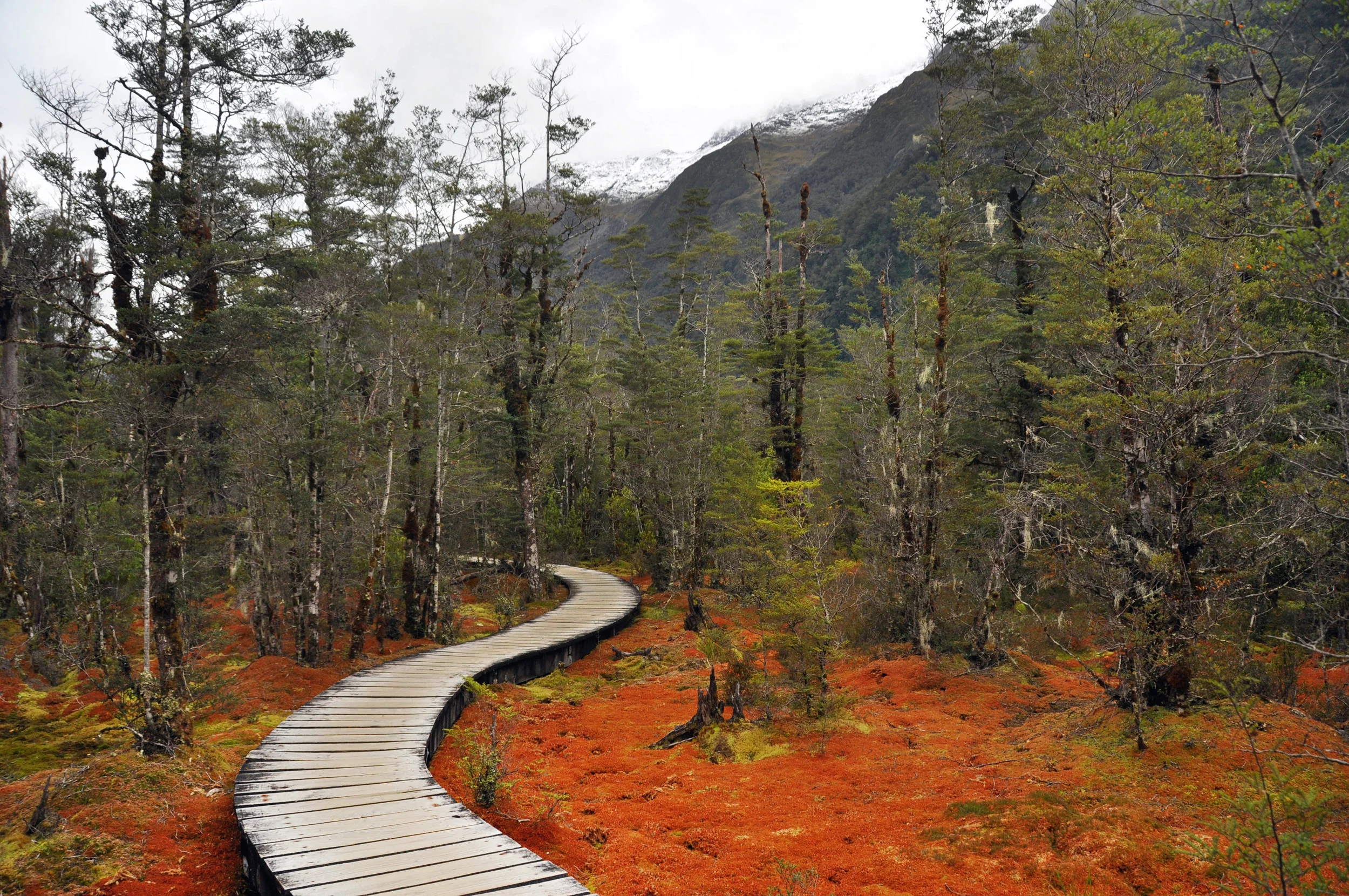 milford_sound_red_sphagnum_moss.jpg