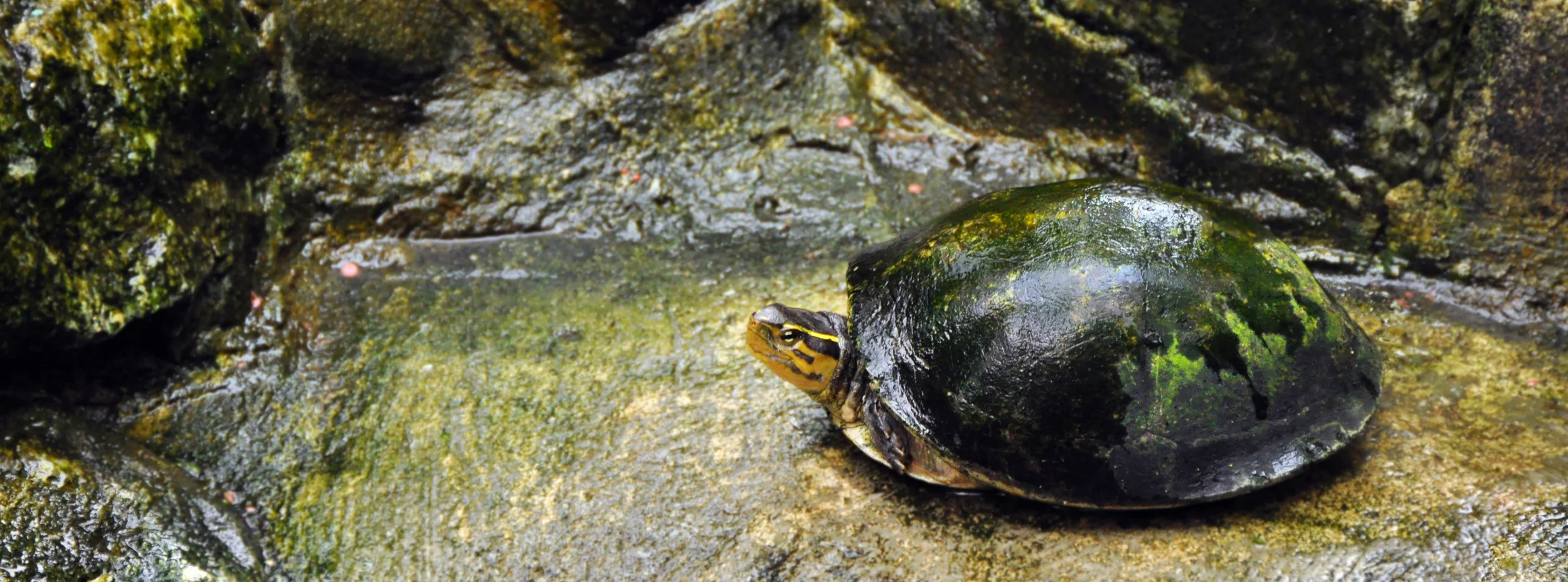 kuala_lumpur_turtle.jpg