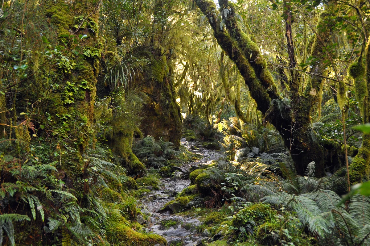 green_magic_trail_milford_soundsm.jpg