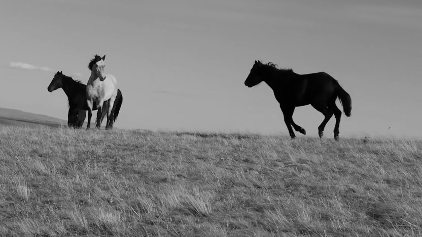 Blackfeet horses.jpeg