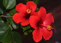 Hibiscus!