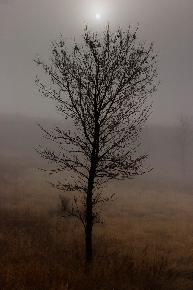 Ash tree